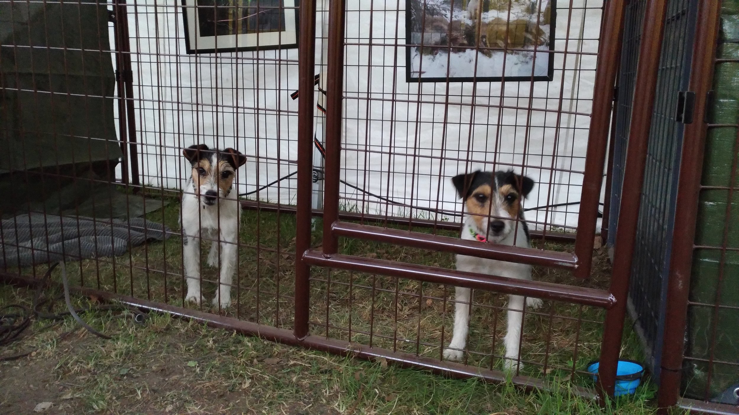 Megs (KVA-M KVA-L Double Barrel's Nutmeg)&nbsp;ja Karma (Tammenkolon Qarma is a Bitch) parson ständillä.