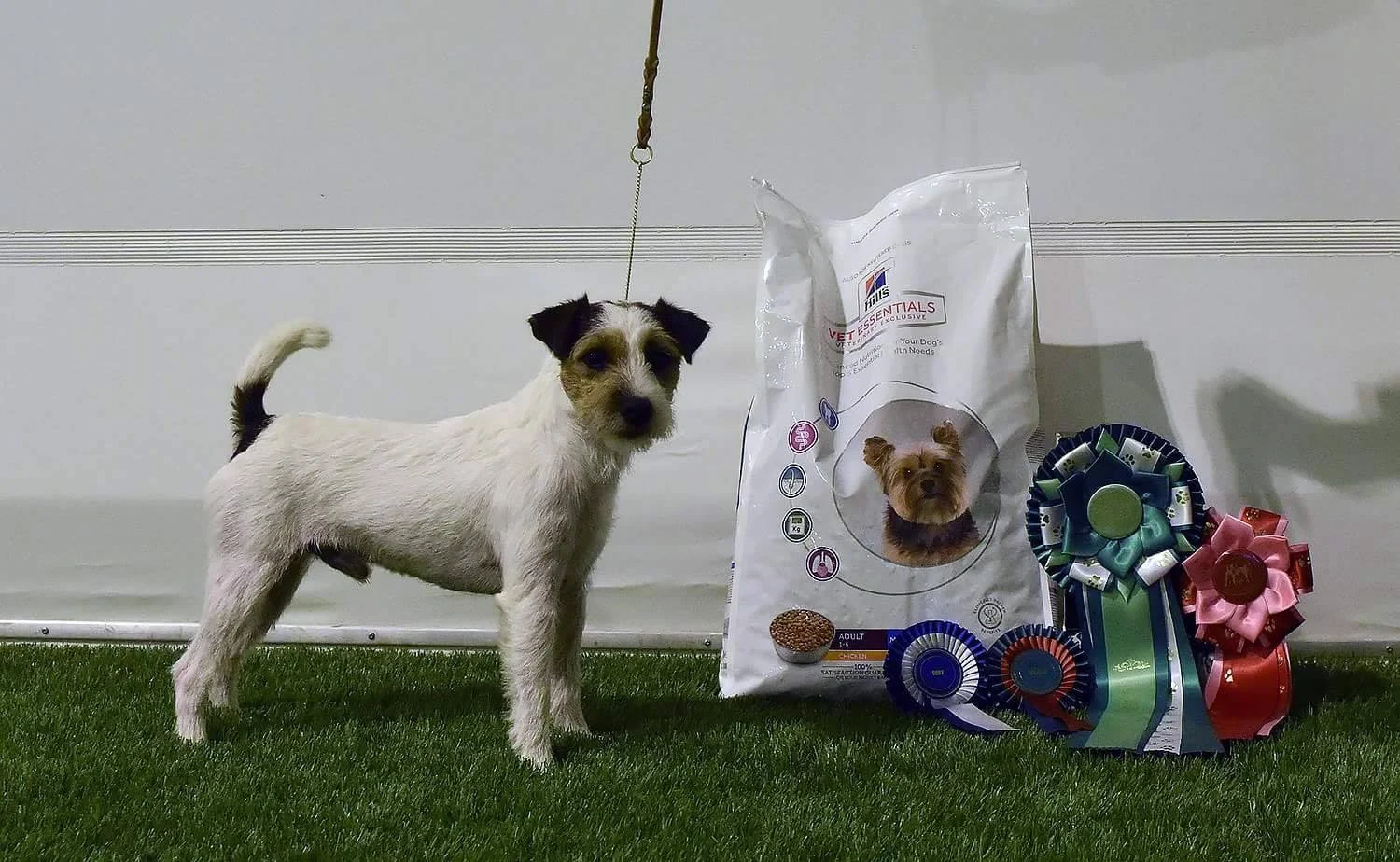 FI MVA Chadbrook Instinct “Timo”