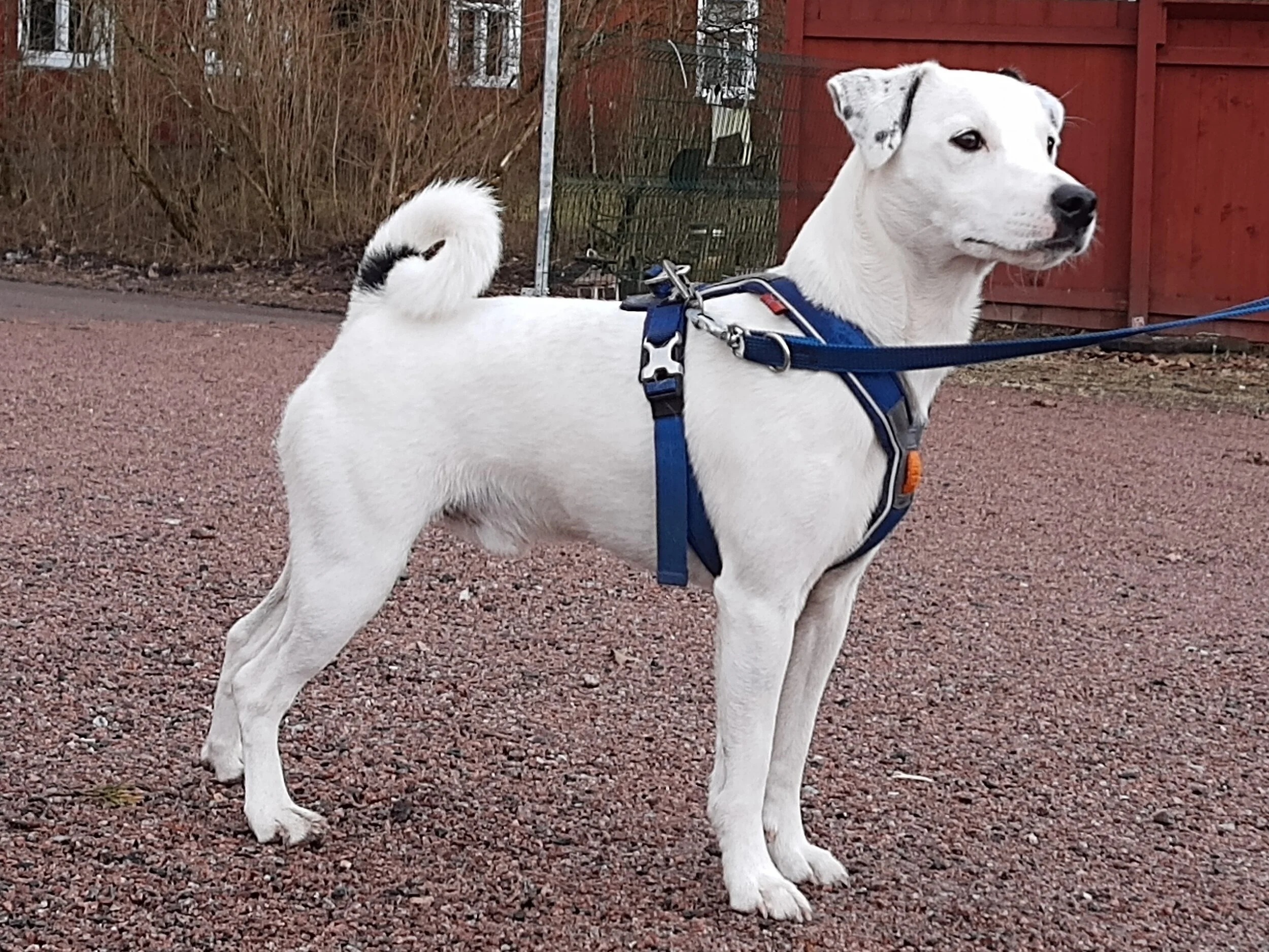 Tammenkolon Karhunvartija(FI WCH-C FI EE CH EE JCH BALTW-19 HeJW-18 FIJW-18 FIW-18 Tammenkolon Unimog &amp; FI WCH-C FI WCH-H Tammenkolon Supernova)