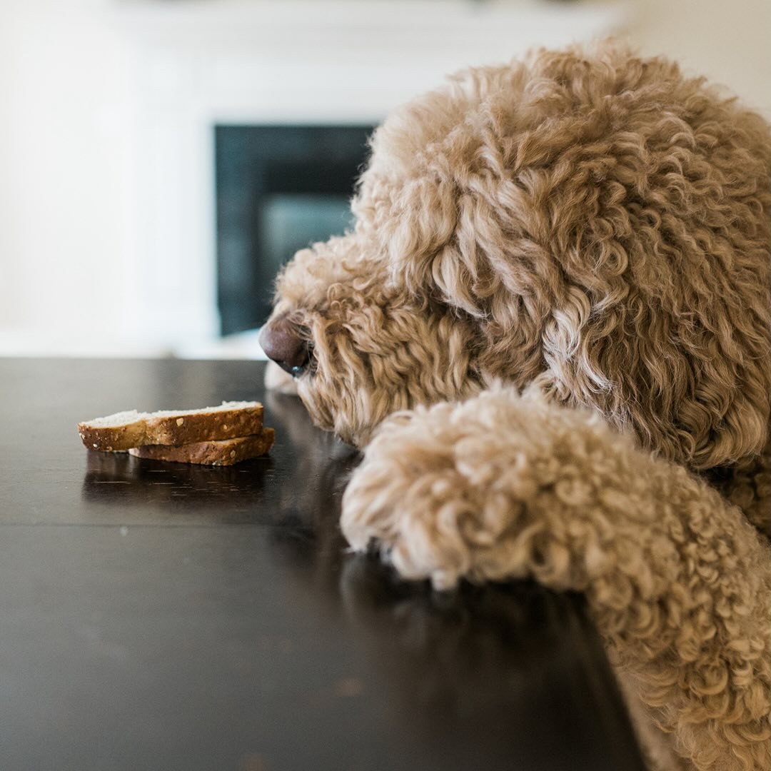 We know dogs are trained to seek out drugs and explosives, find crime scene evidence, and more. But did you know some dogs are trained to detect food allergens? 🐶 Plus, we interview an Amulet community member who was kind enough to share her experie