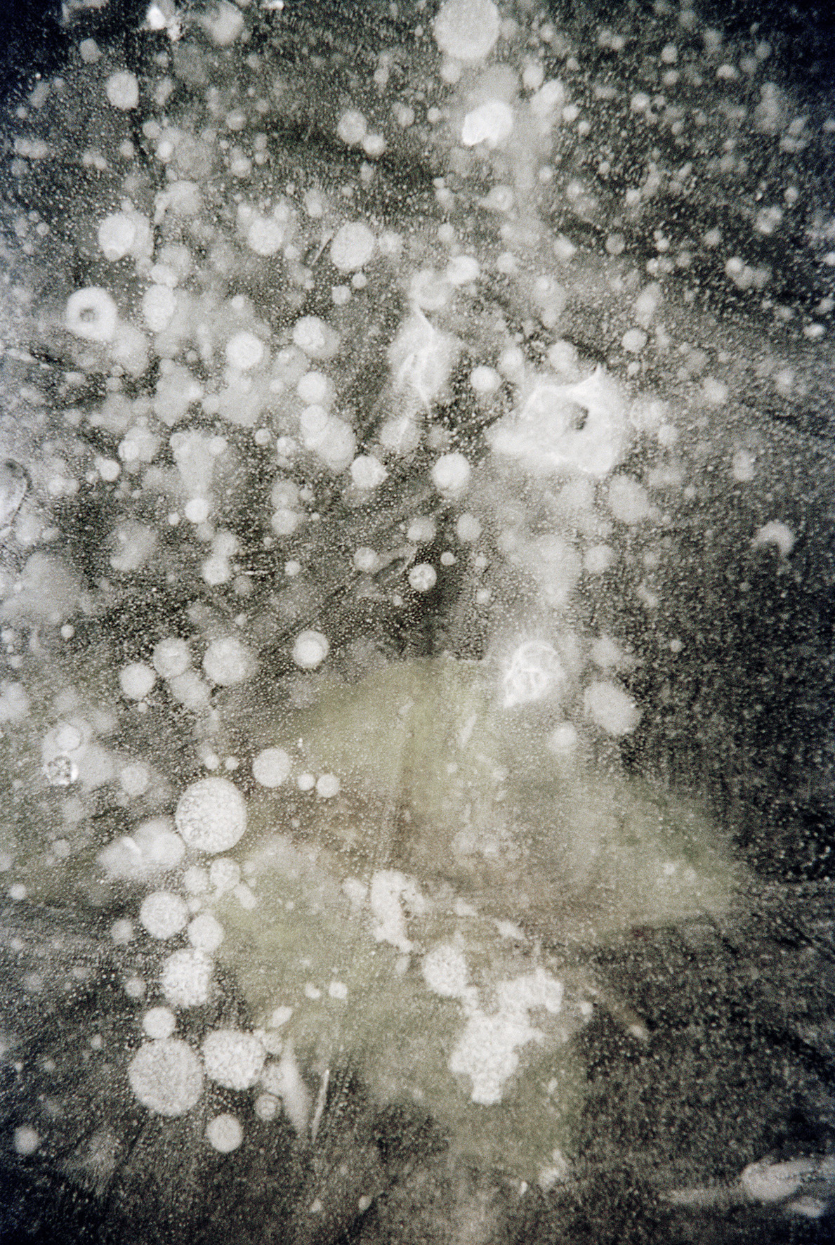 icelilies-17-flat.jpg