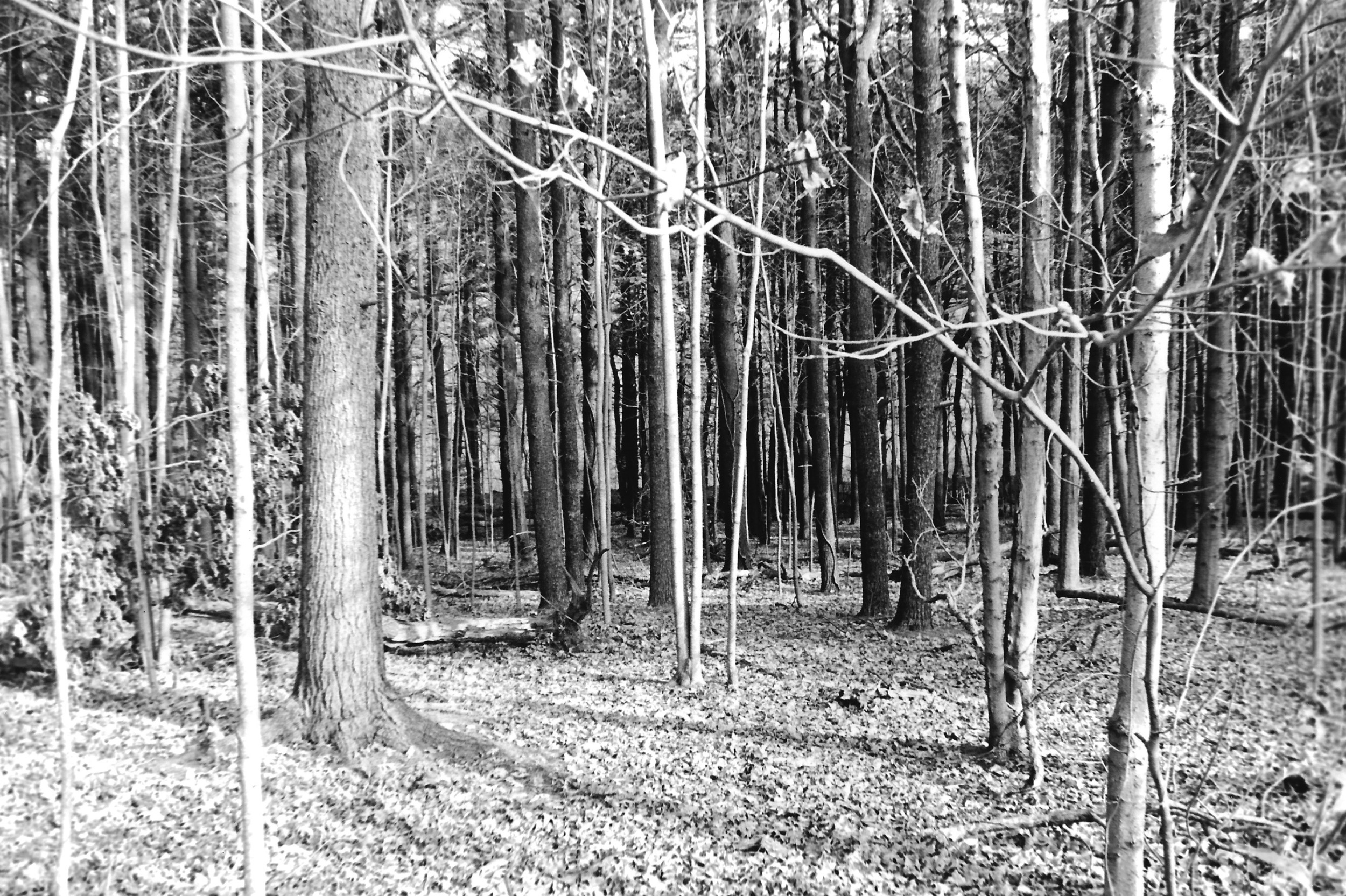 photo_trees.jpeg