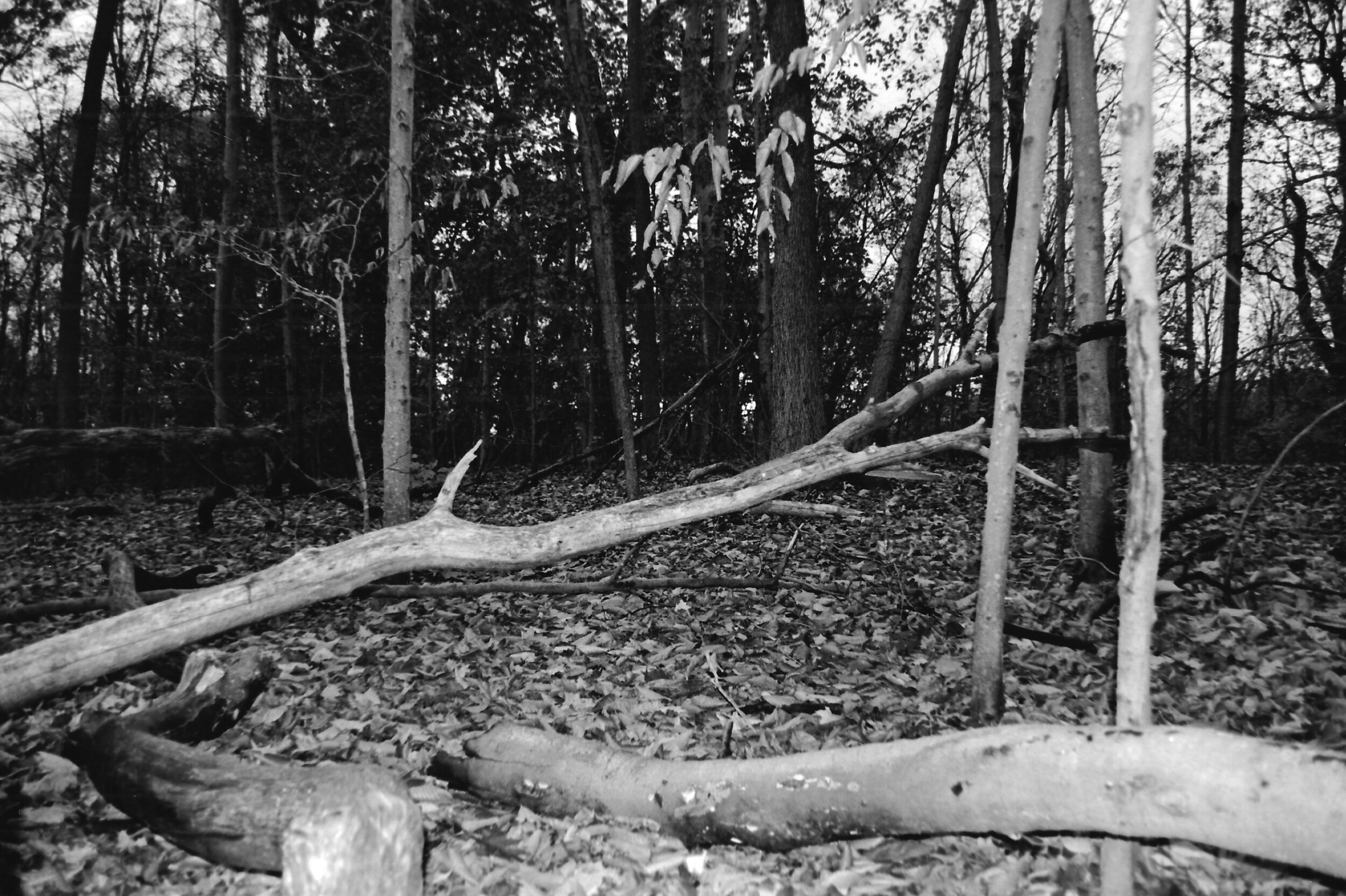 film_cryptic_trees.jpeg