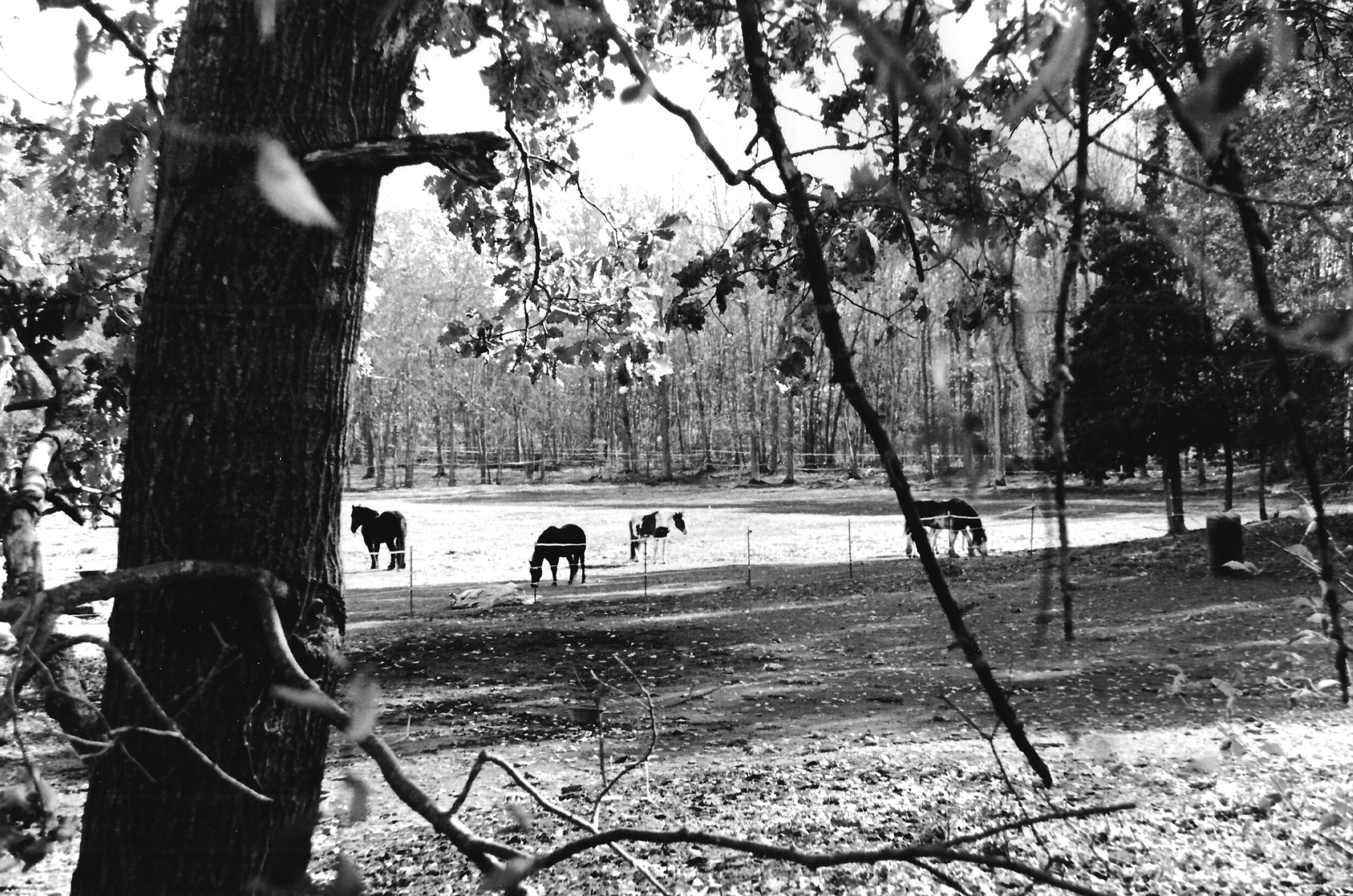 film_horses.jpeg