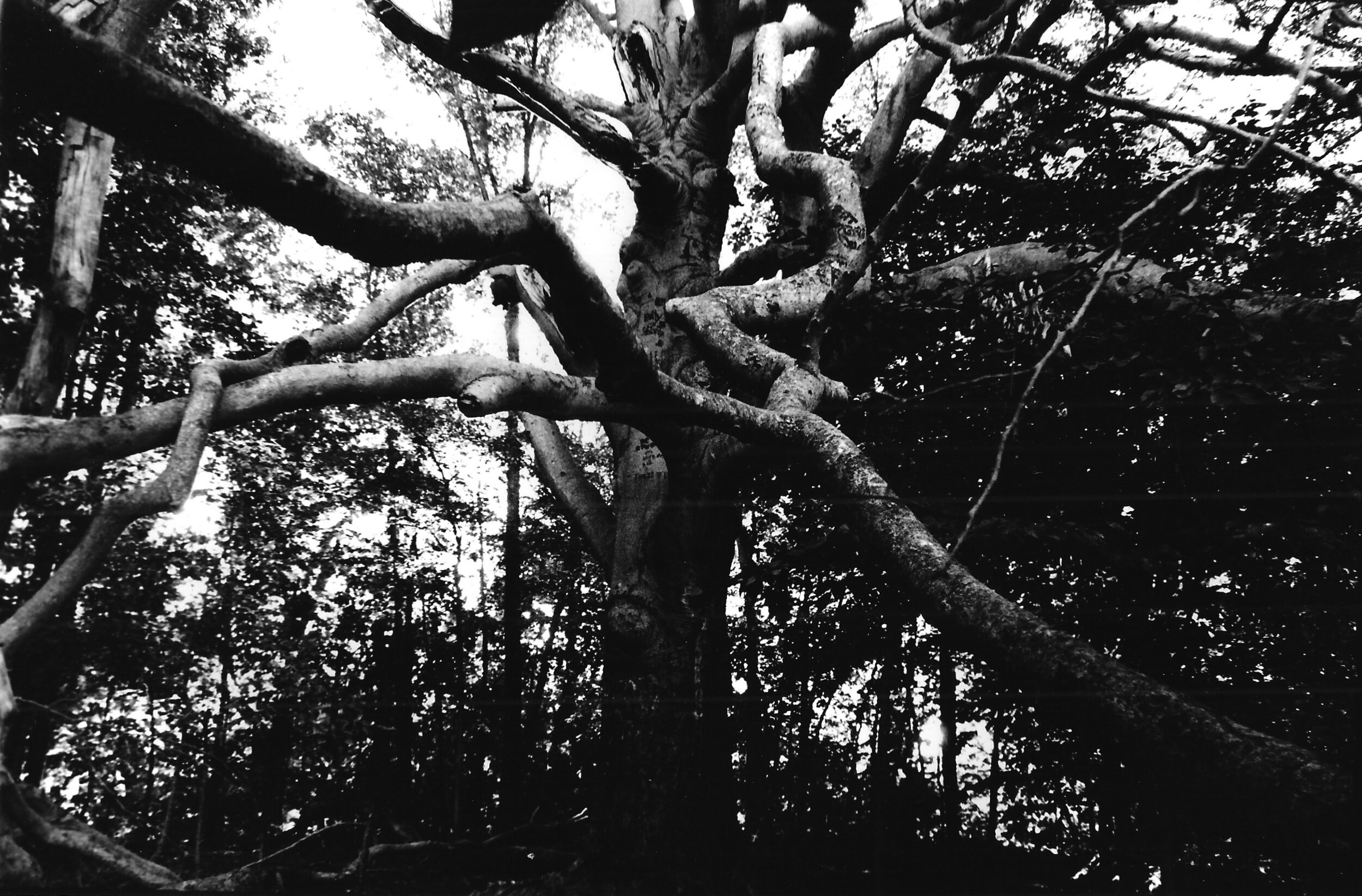 film_tripping_tree.jpeg