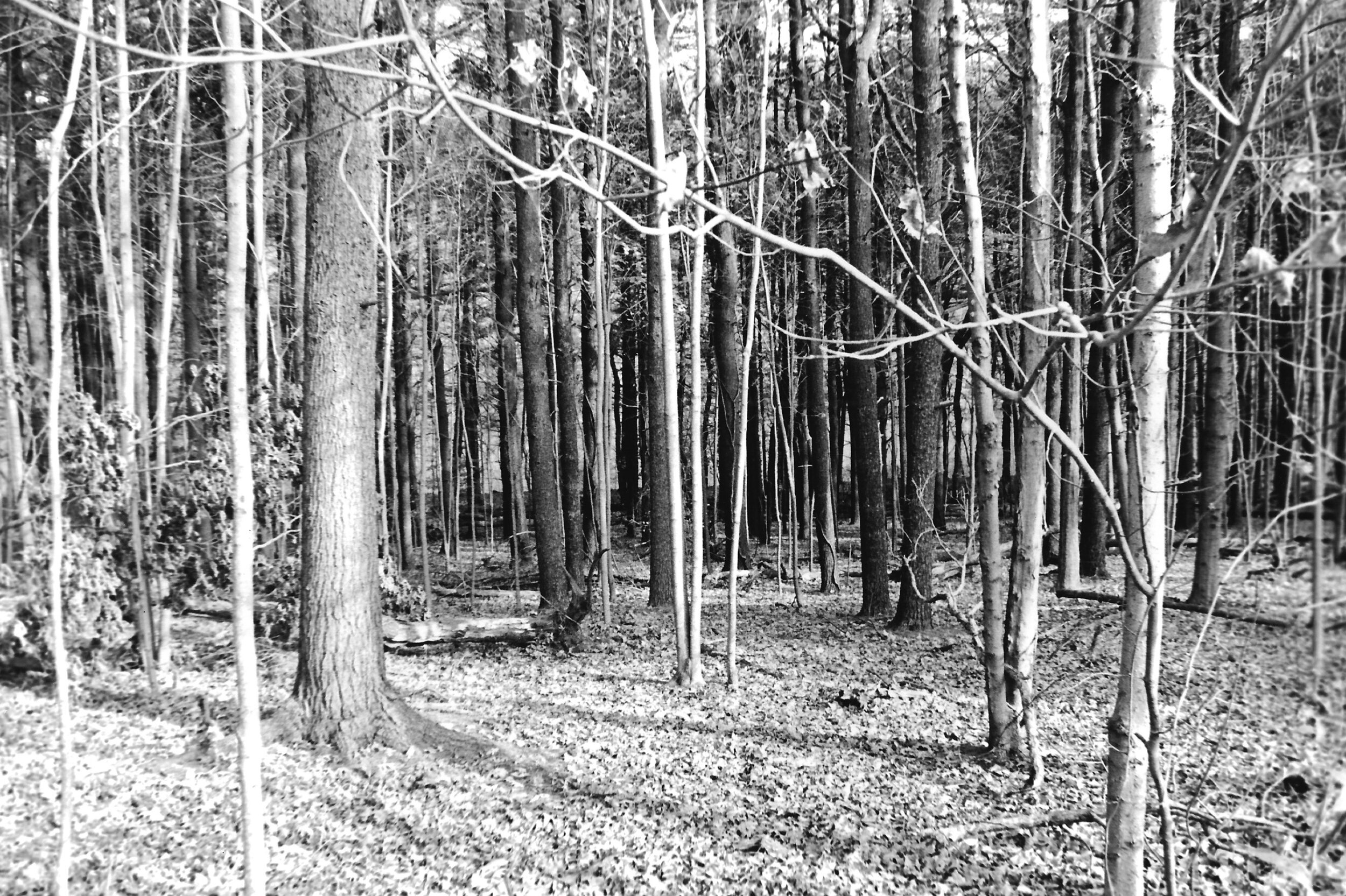 photo_trees.jpeg