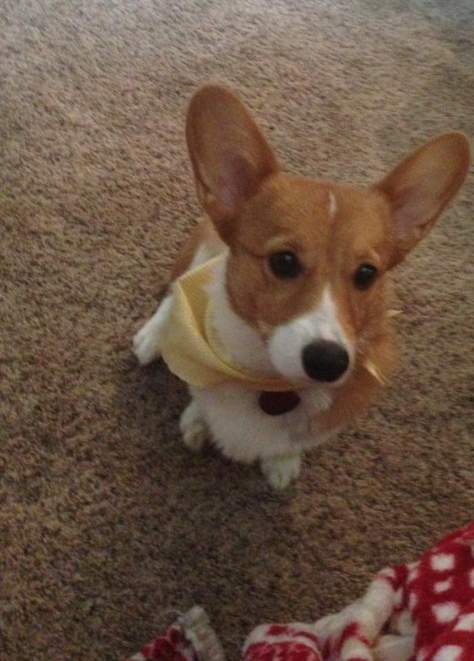 Denti also has a corgi named Bubbles. Bubbles is adorable.