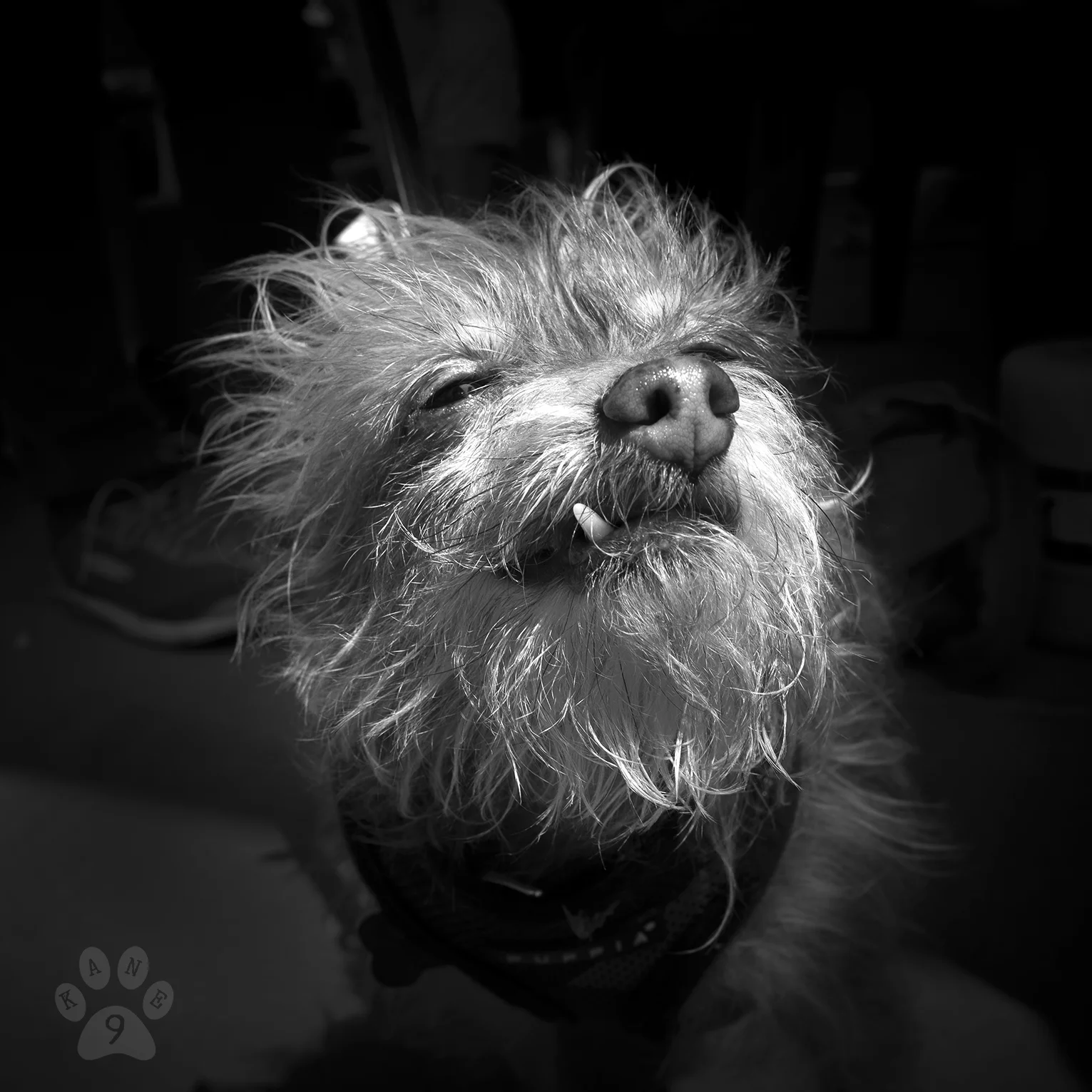 Elvis - The Rescue Train