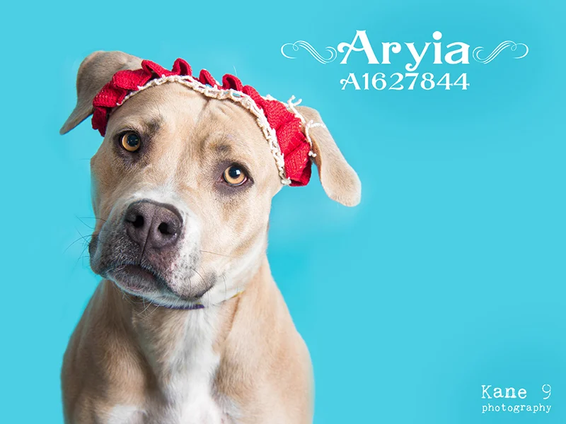 Aryia_A1627844--.jpg