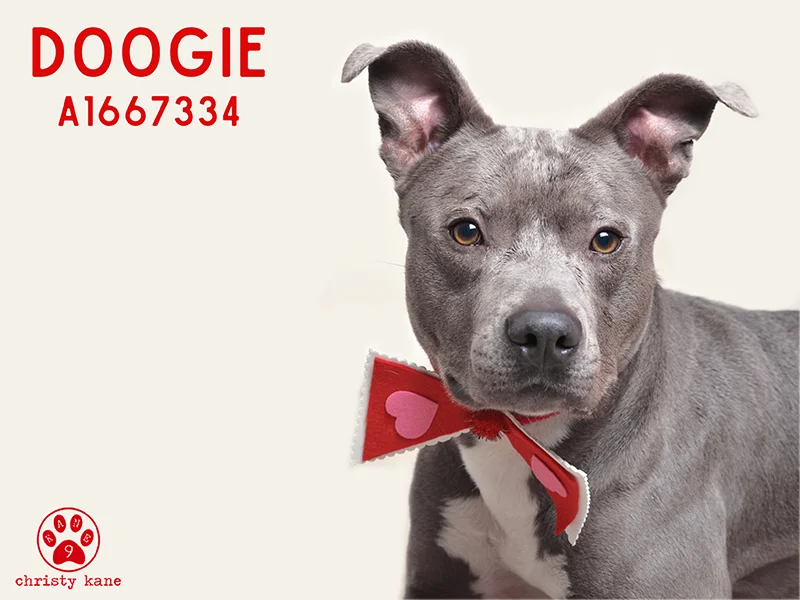 A1667334_Doogie-.jpg