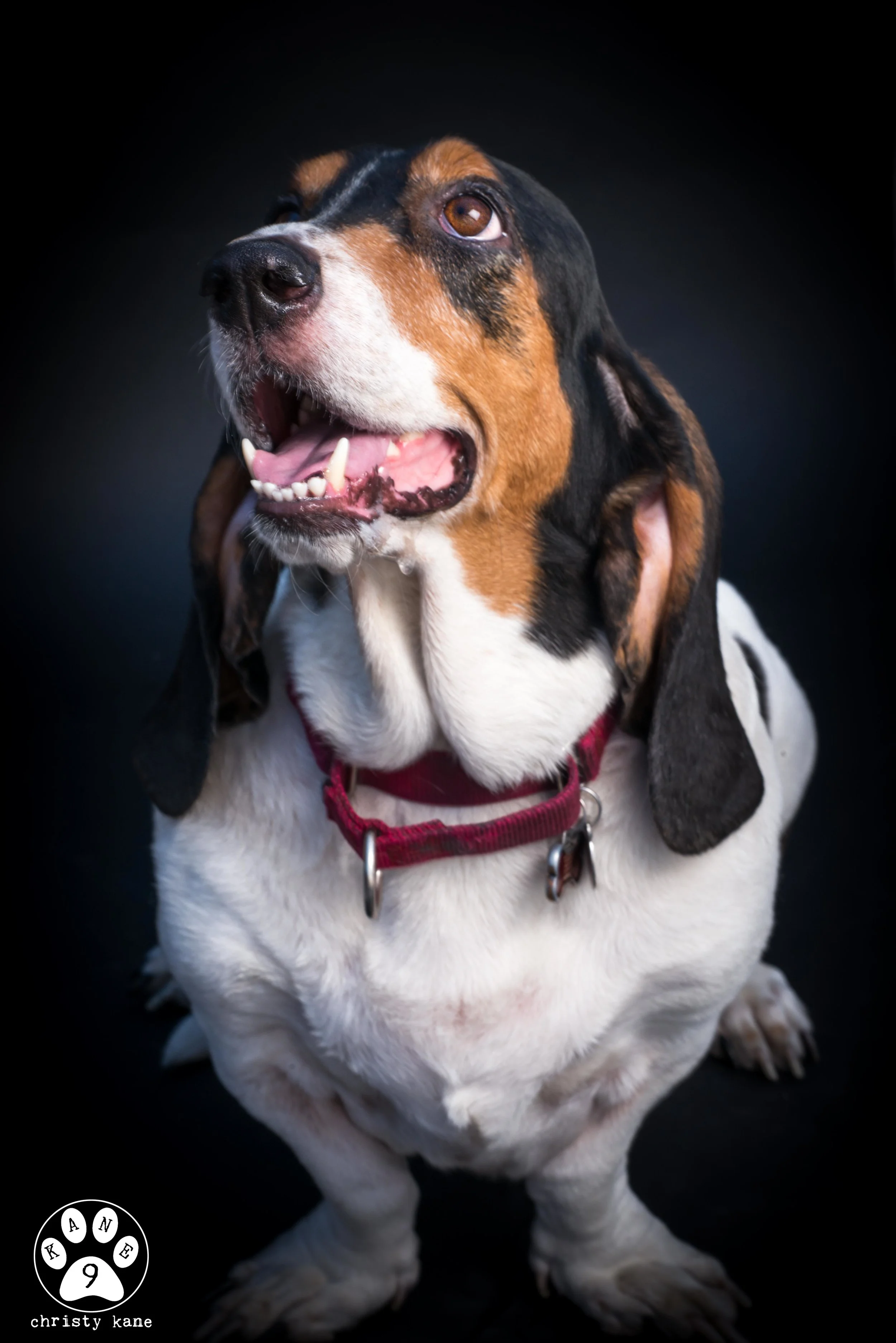 Roxy-3-2.jpg