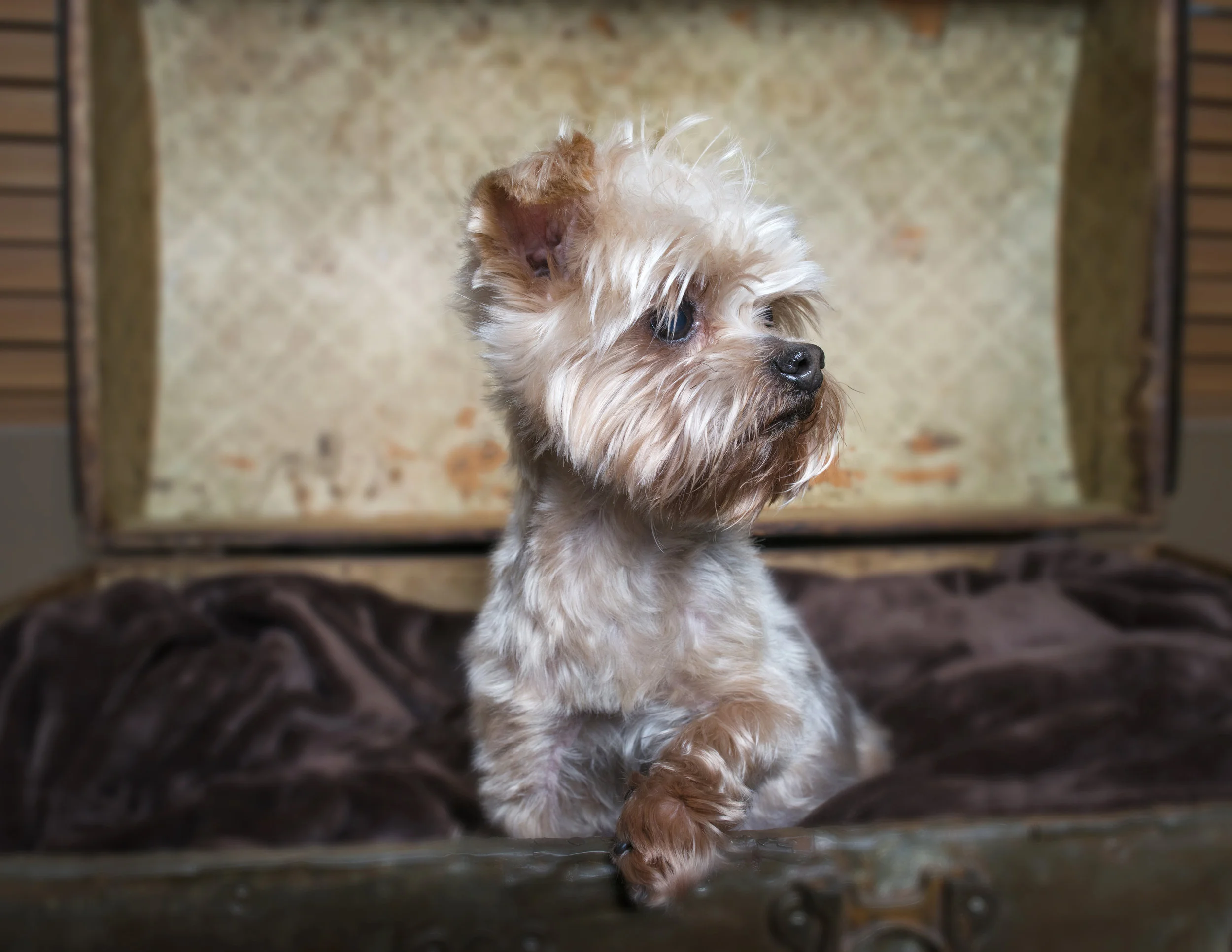 Edie's_Yorkies-218.jpg