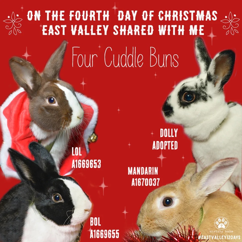 4cuddlebuns.jpg