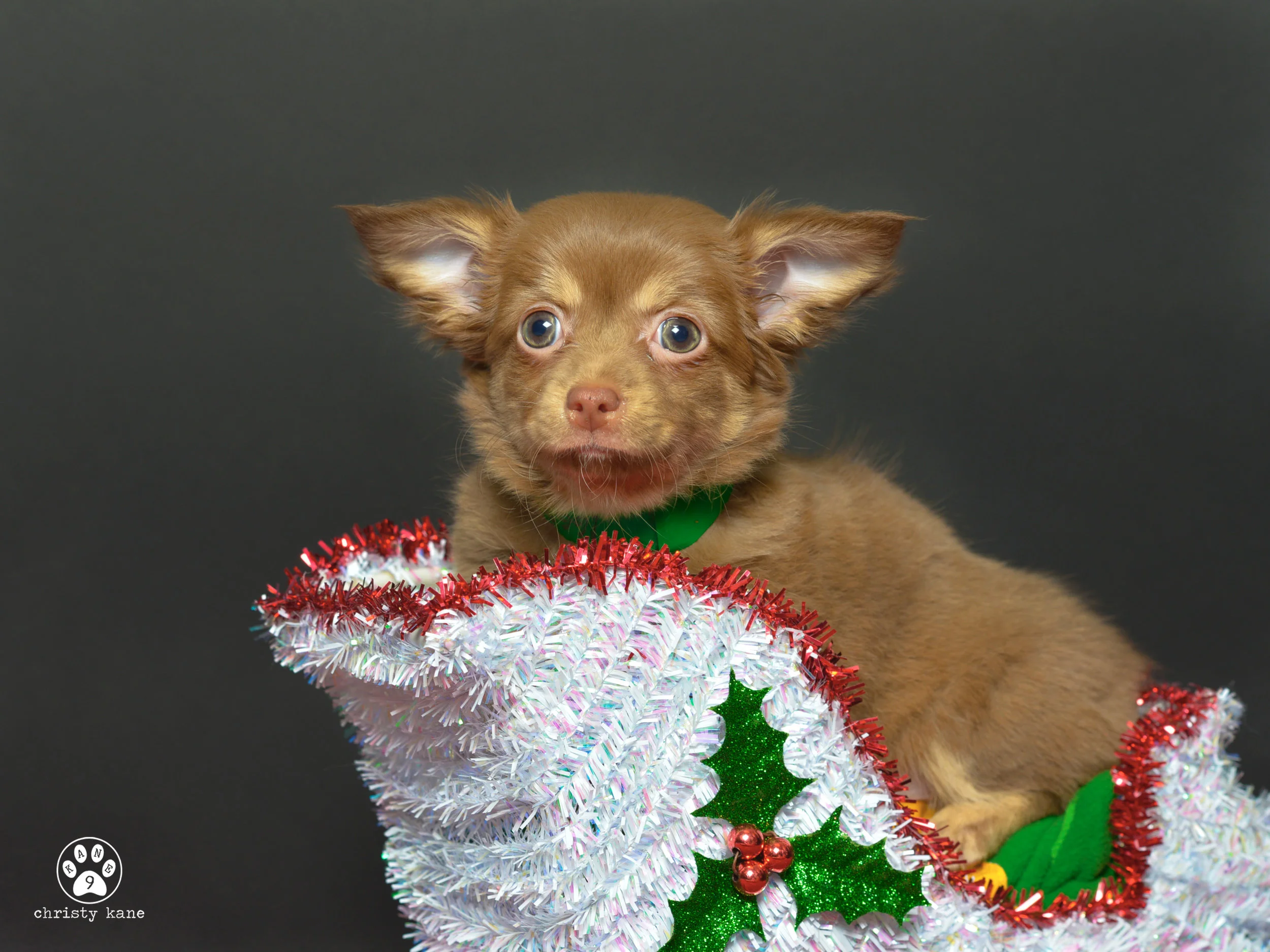 puppy2.jpg