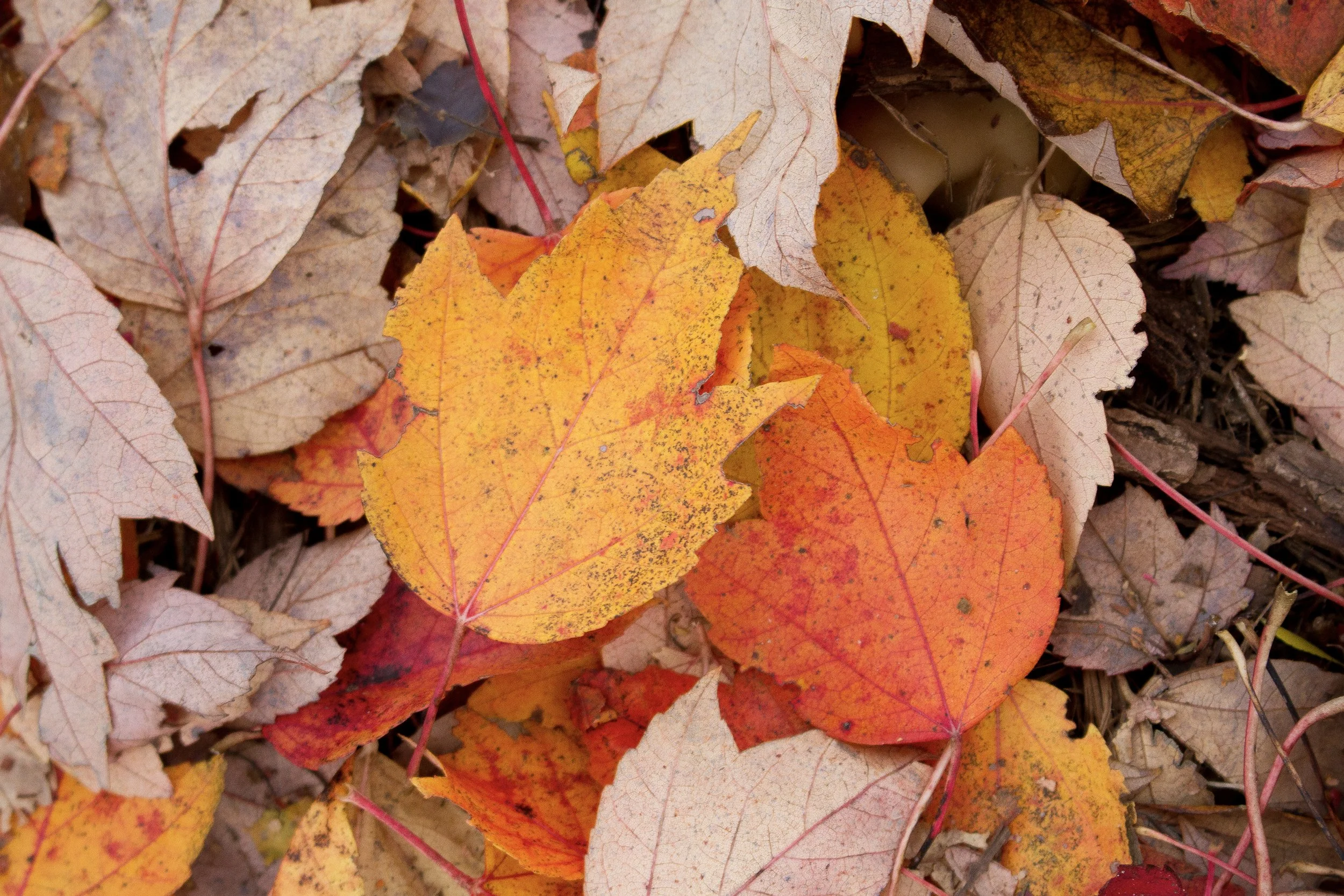 Autumn Pair