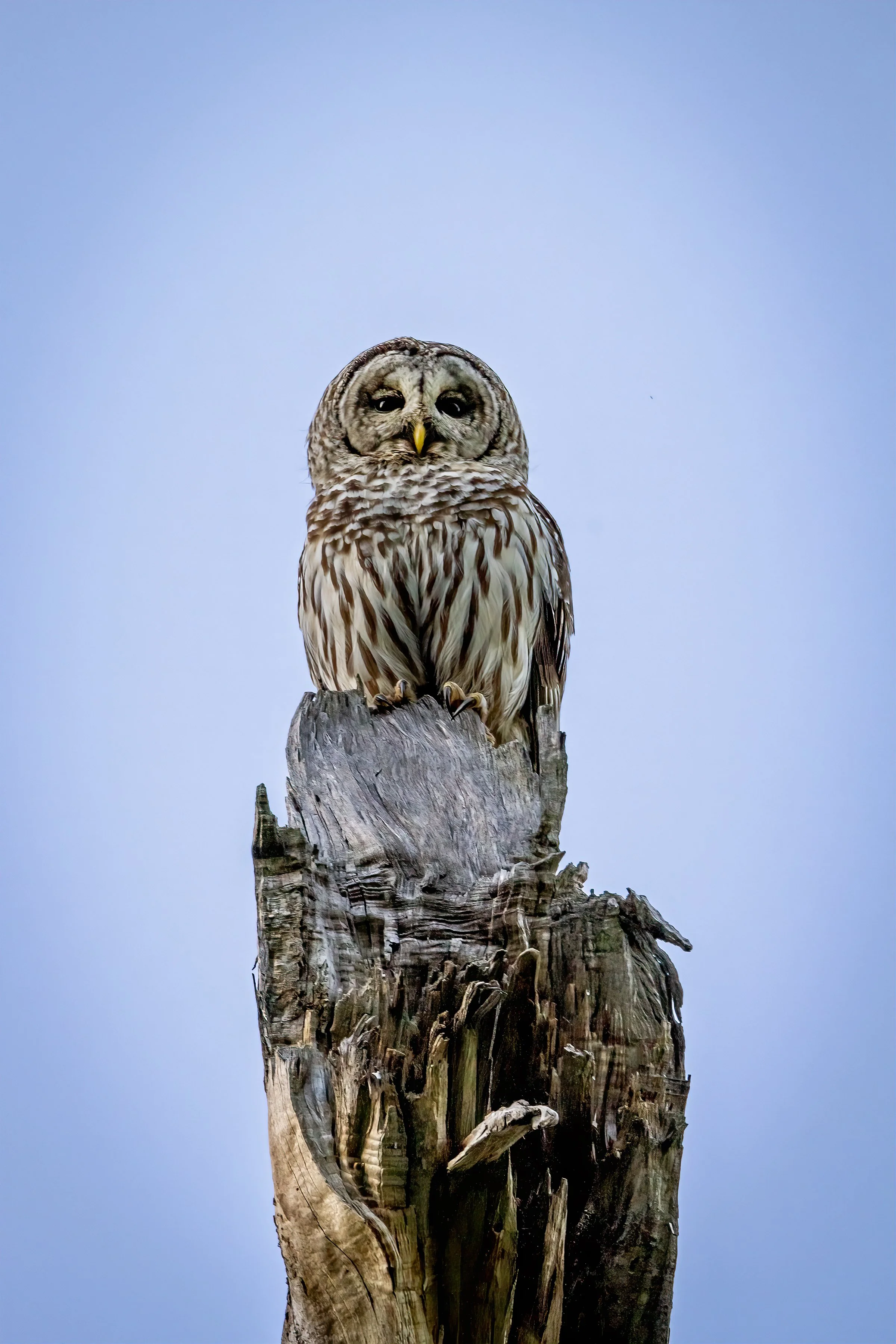 Barred Owl Male
