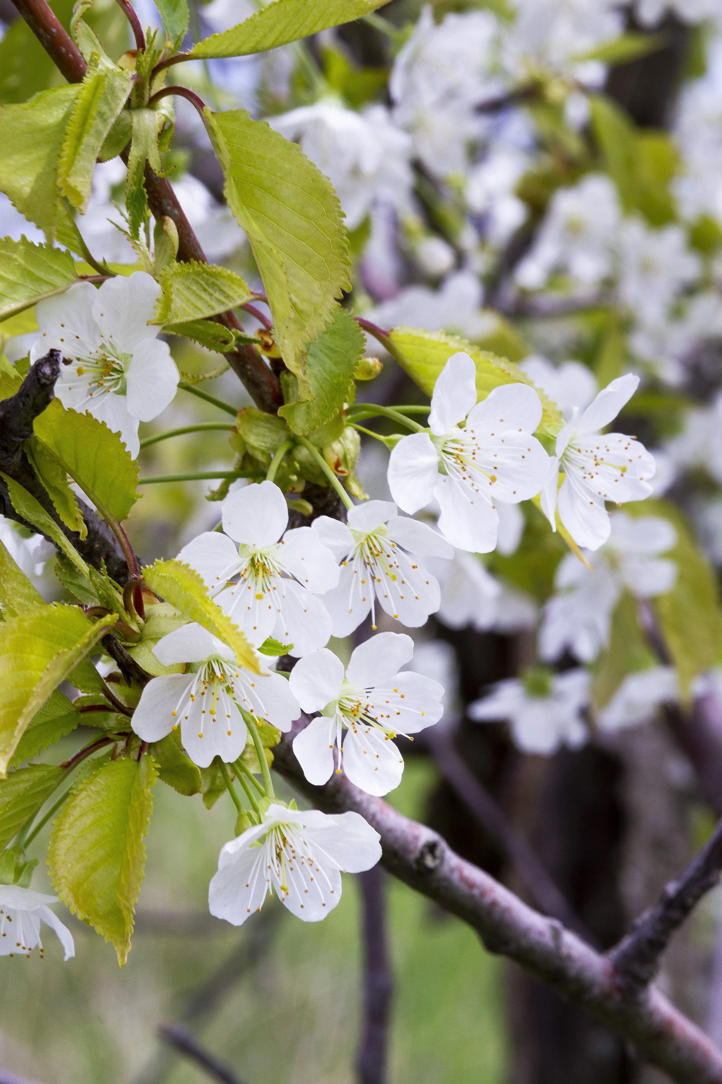 Cherry Blossoms