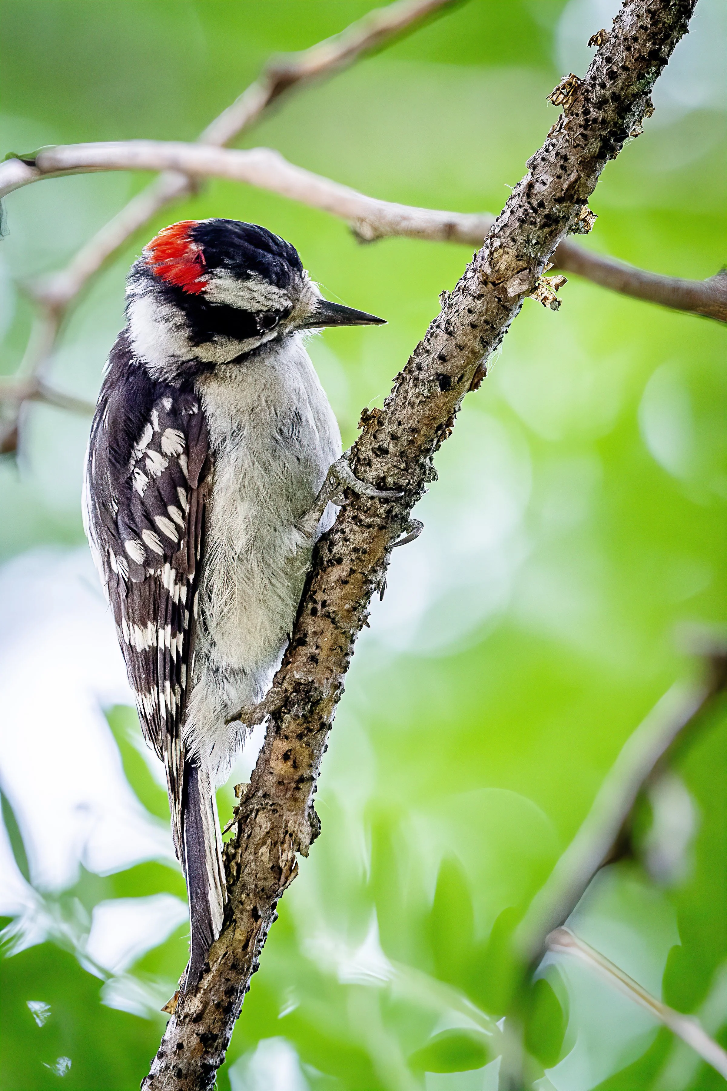 Downy Woodpecker