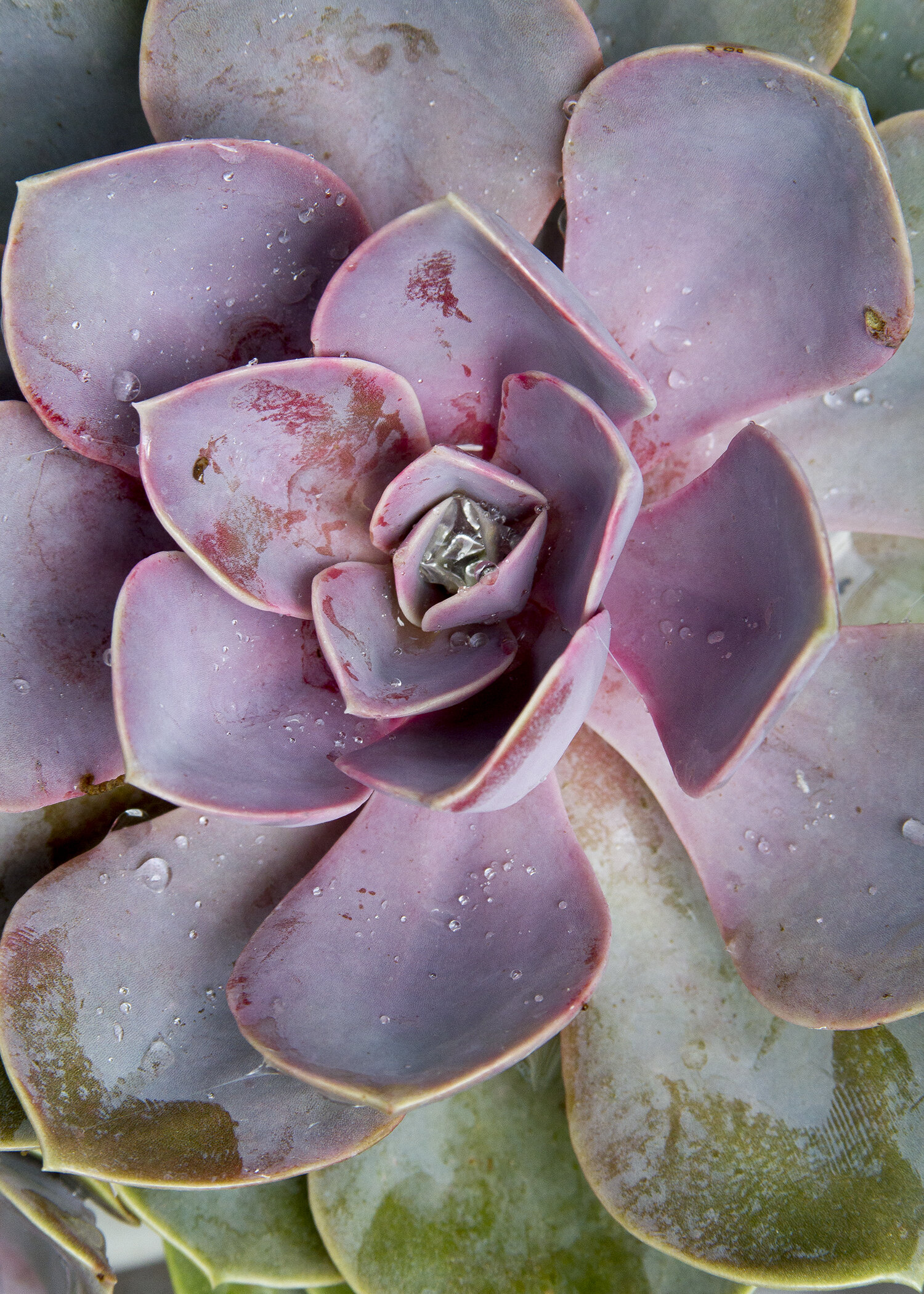 Succulent_1_5x7.jpg