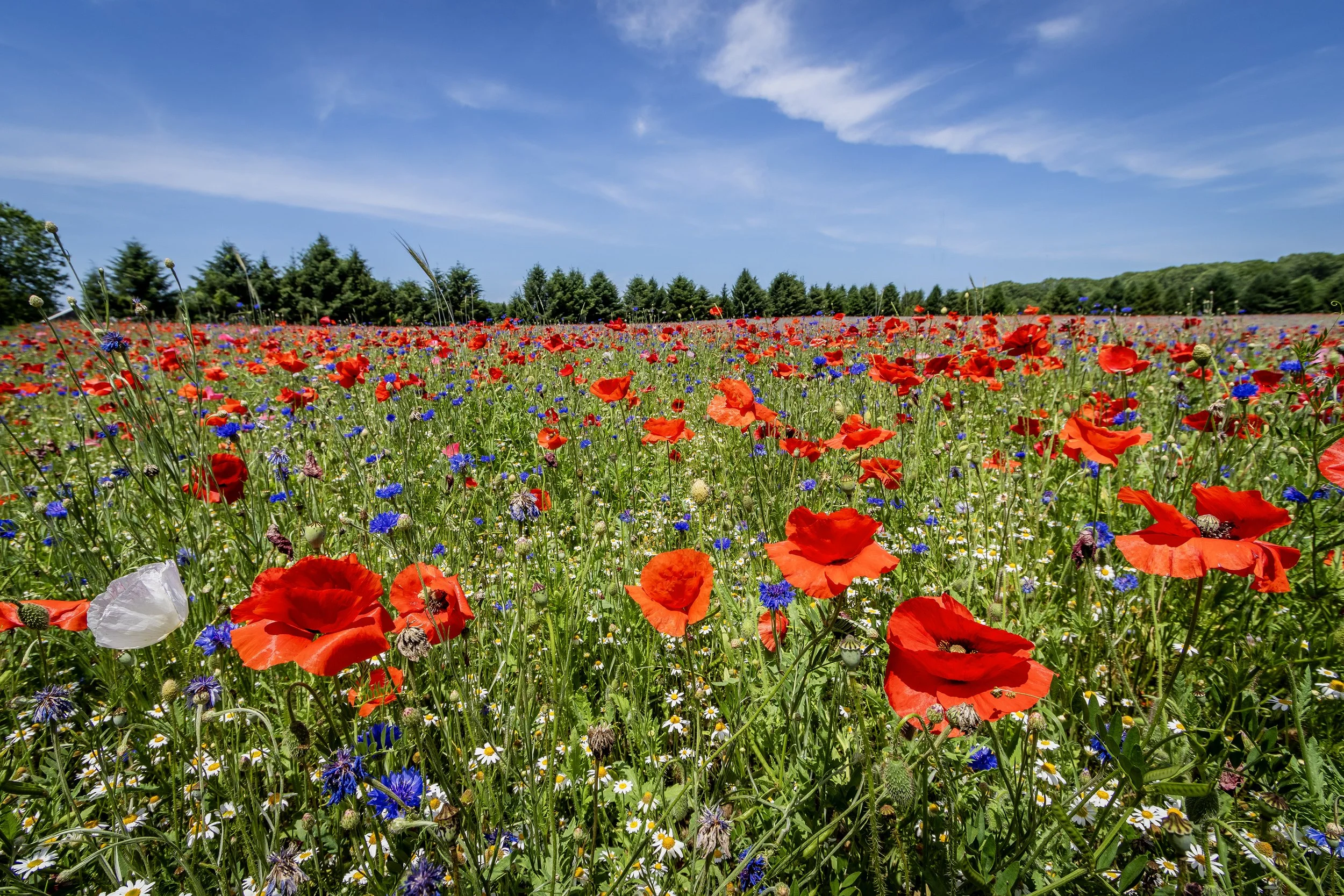Field of Poppies II