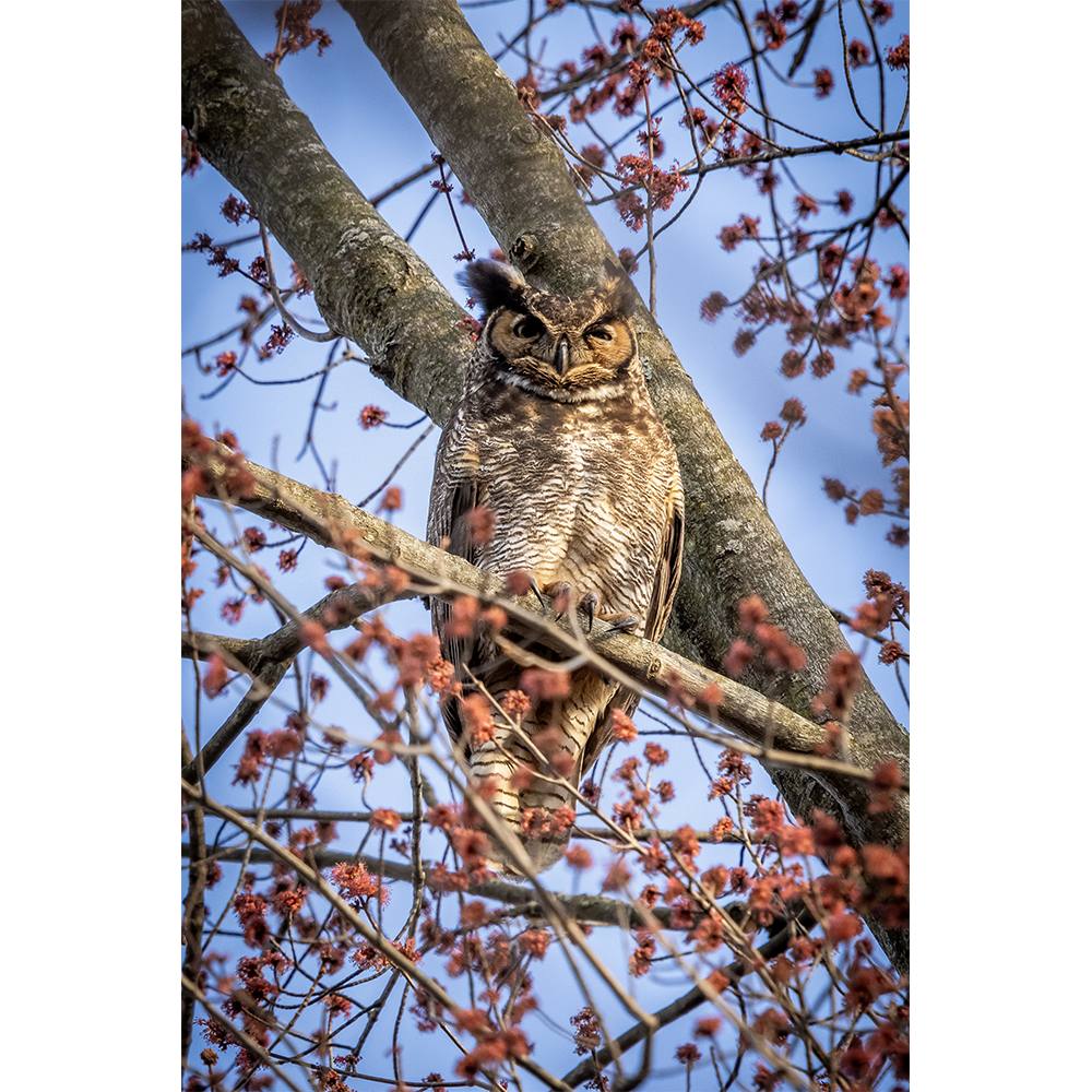 Great Horned Owl
