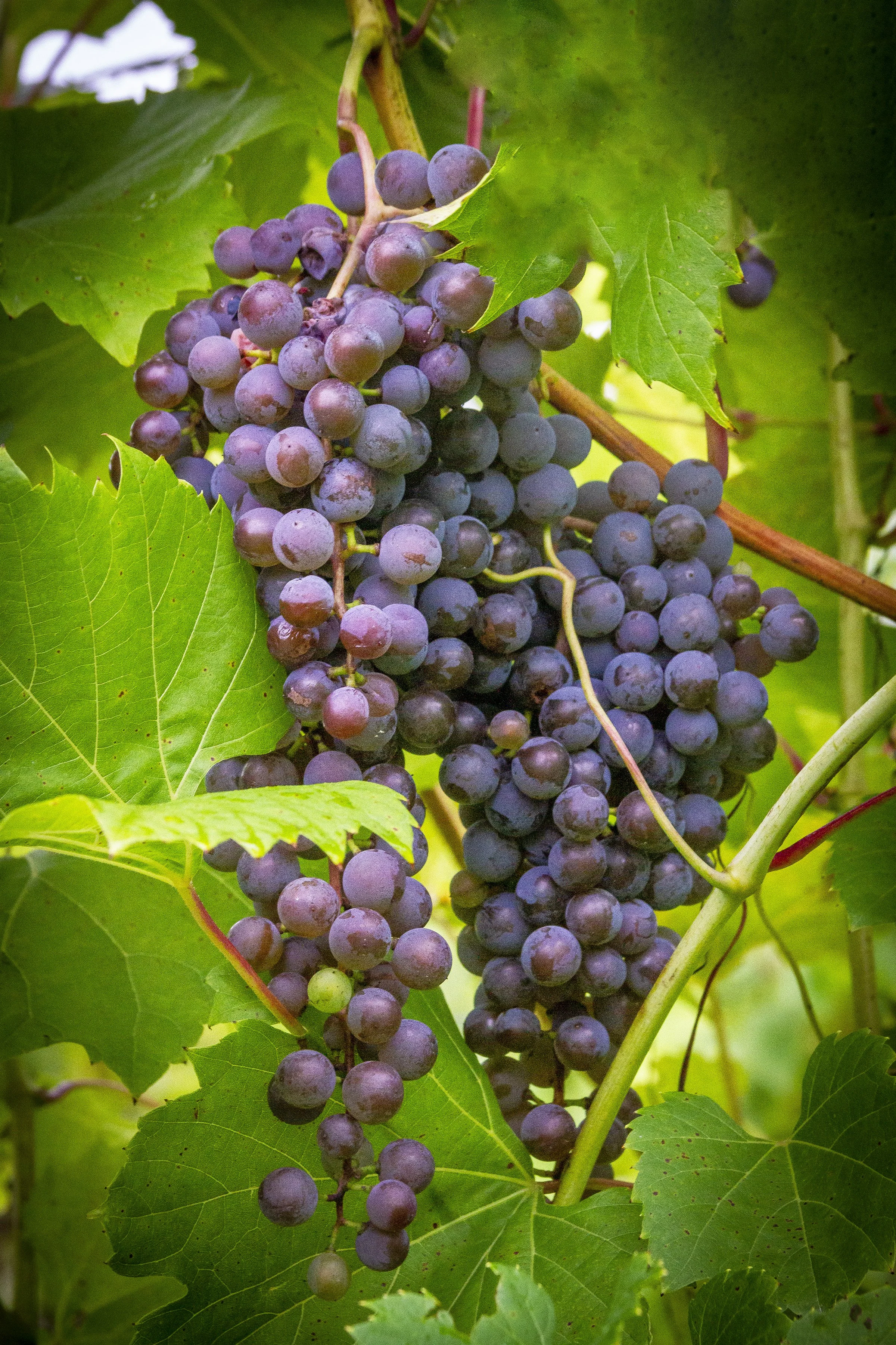 PinotNoirGrapes_8x12.jpg