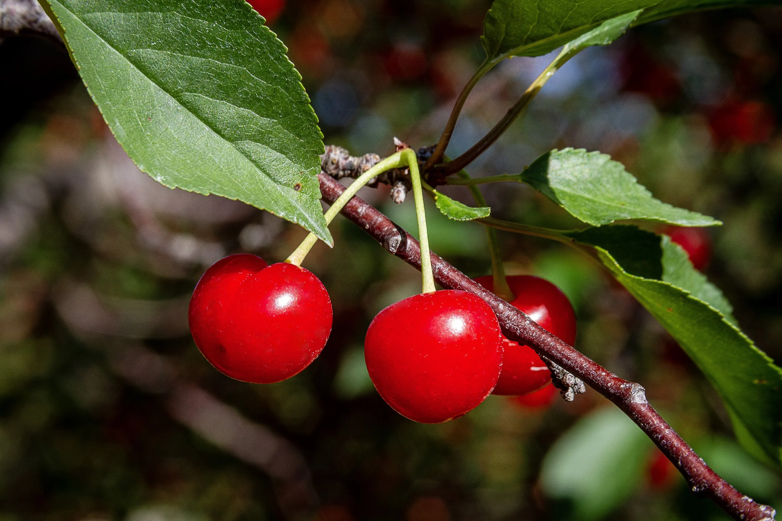 TartCherries_8x12.jpg