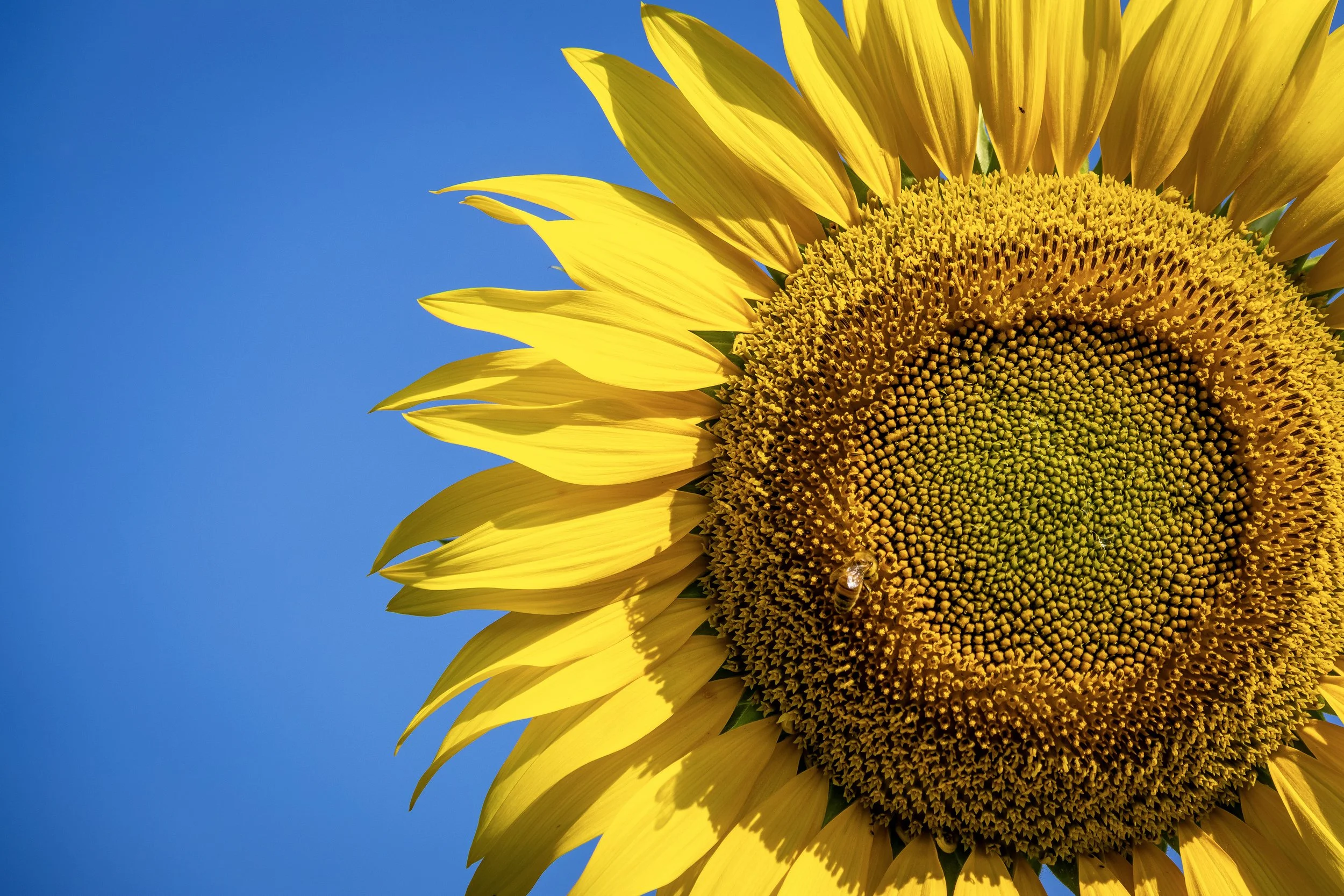 SunflowerAndBlueSky_8x12.jpg