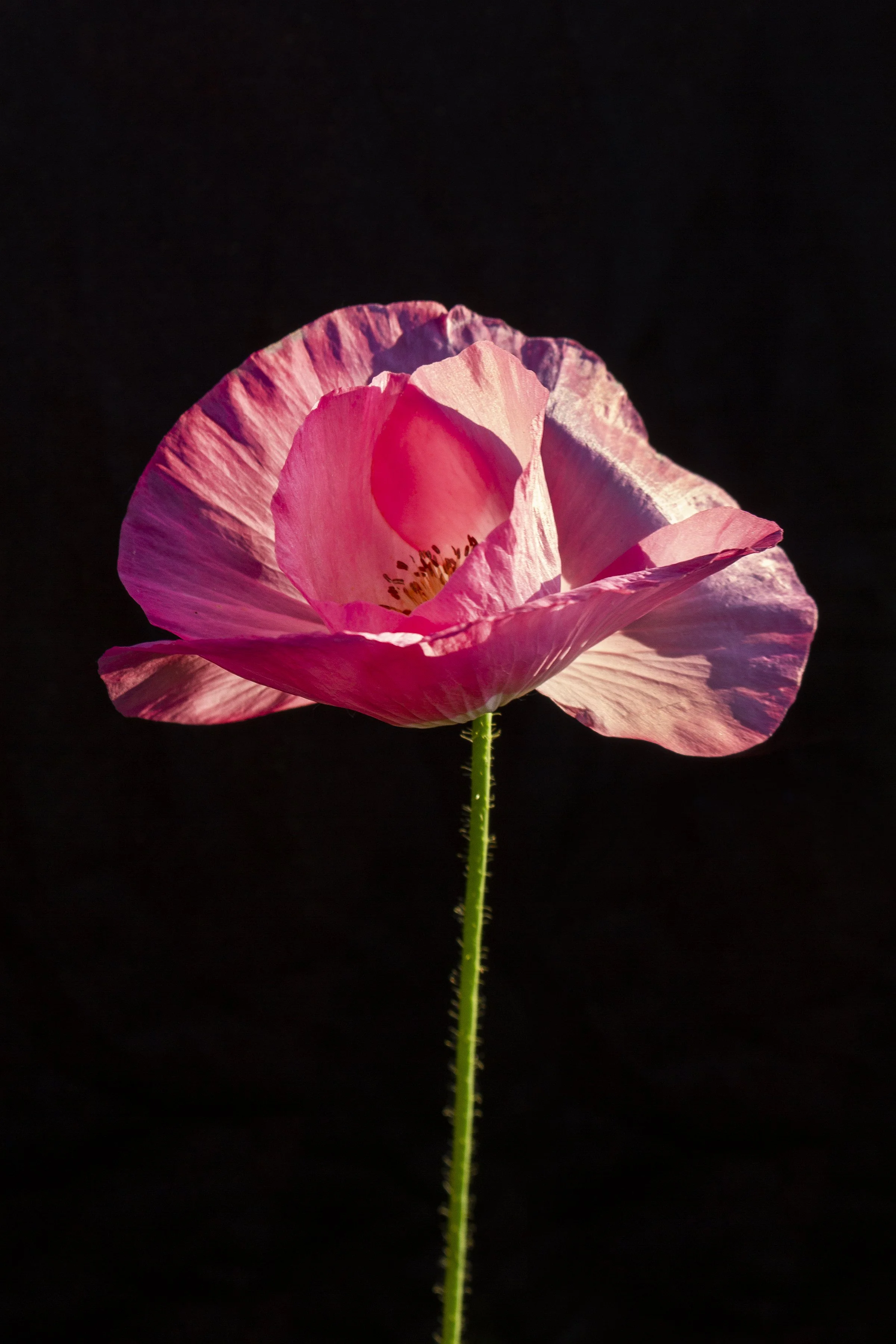 PinkPoppy_8x12.jpg