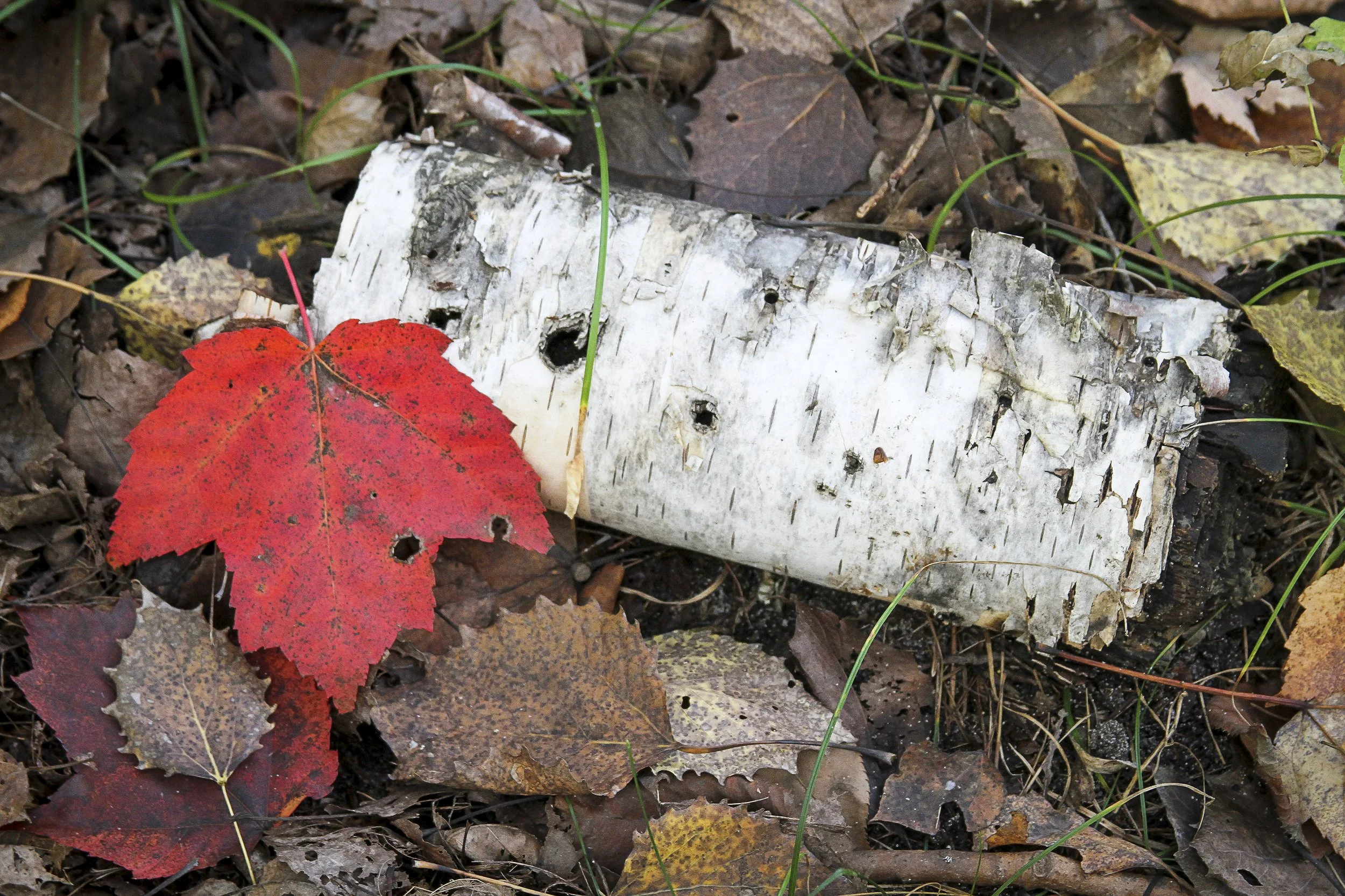 Birch & Maple