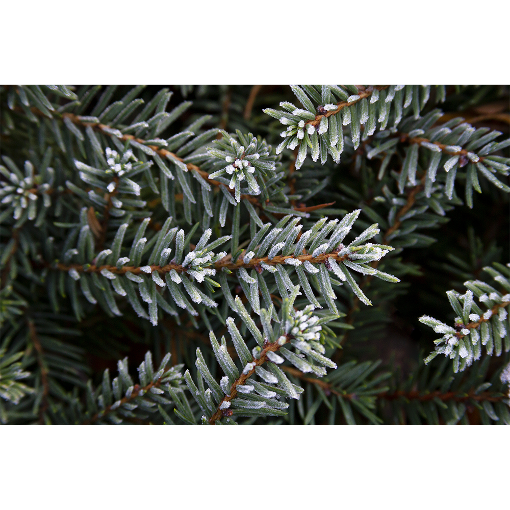 Frosted Pine