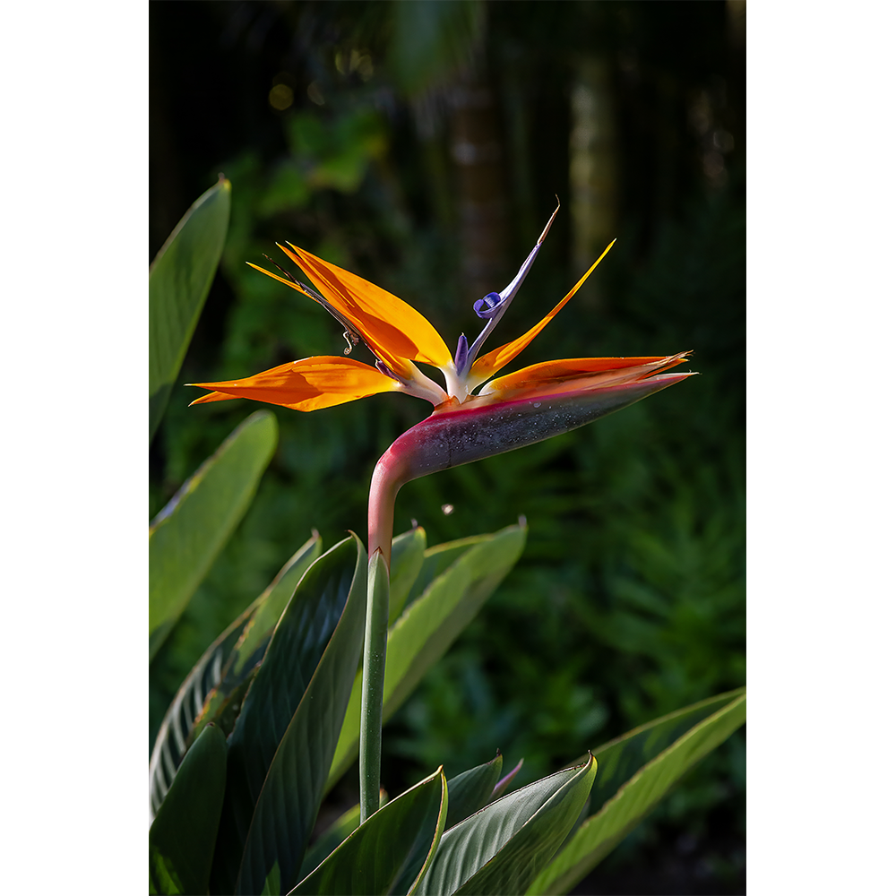 Bird of Paradise