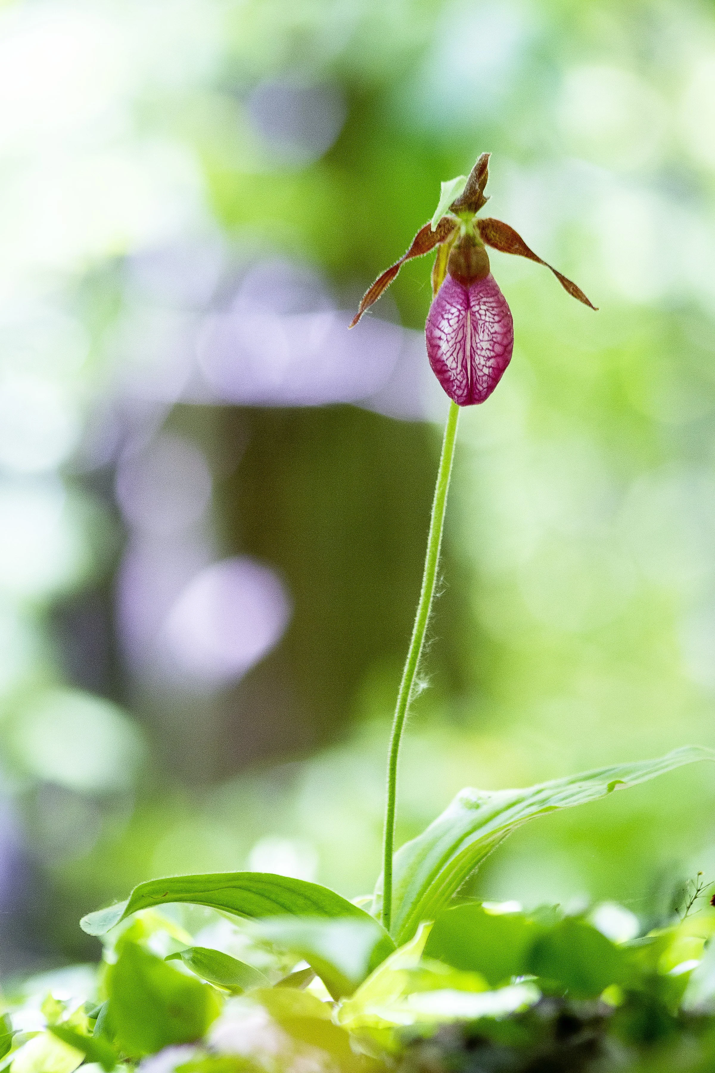 PinkLadySlipper_8x12.jpg