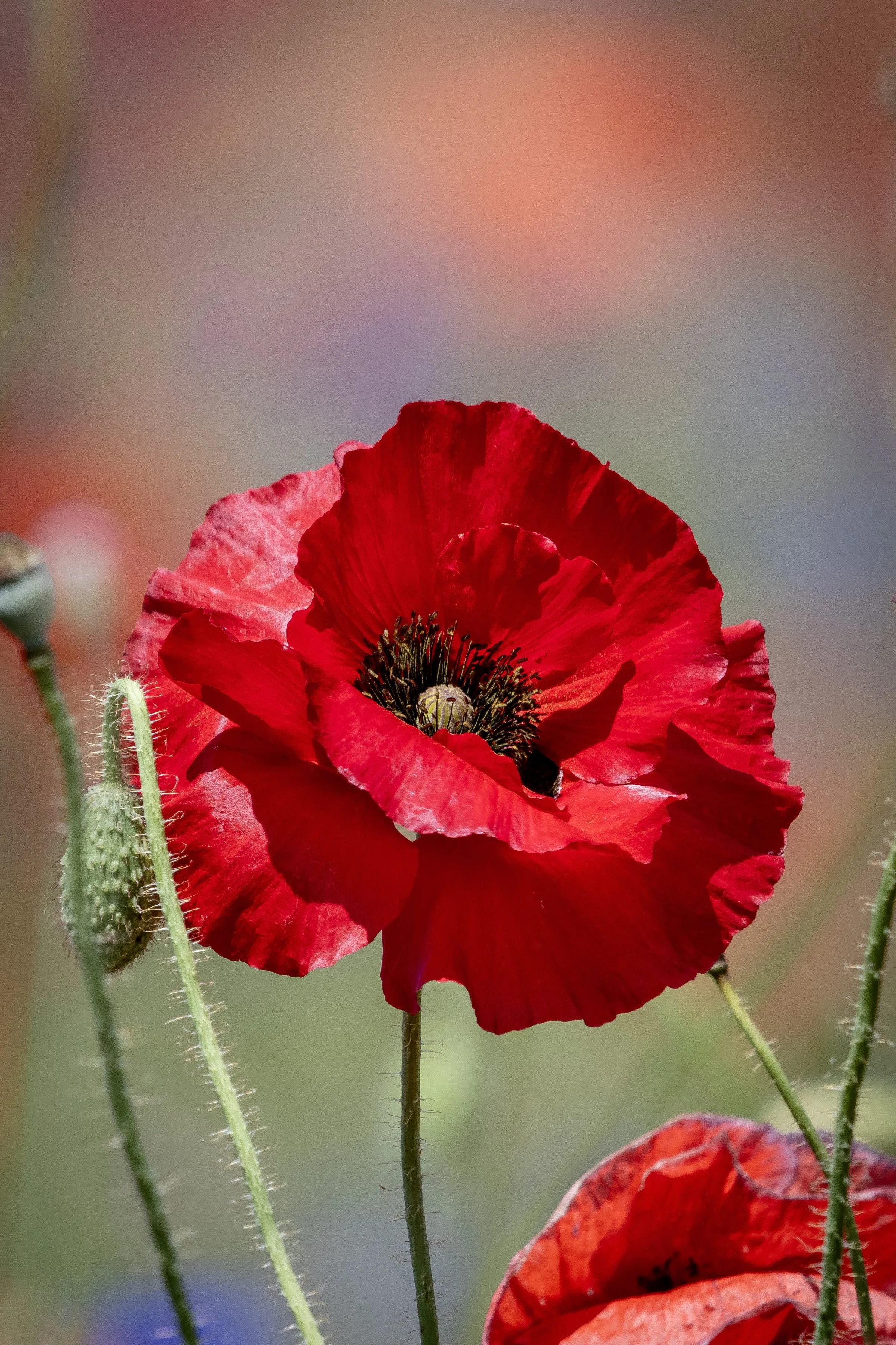 RedPoppy_8x12.jpg