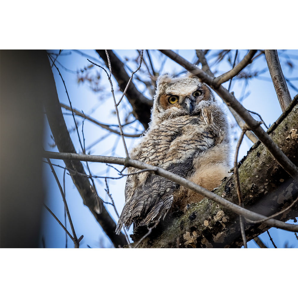 Great Horned Owlet