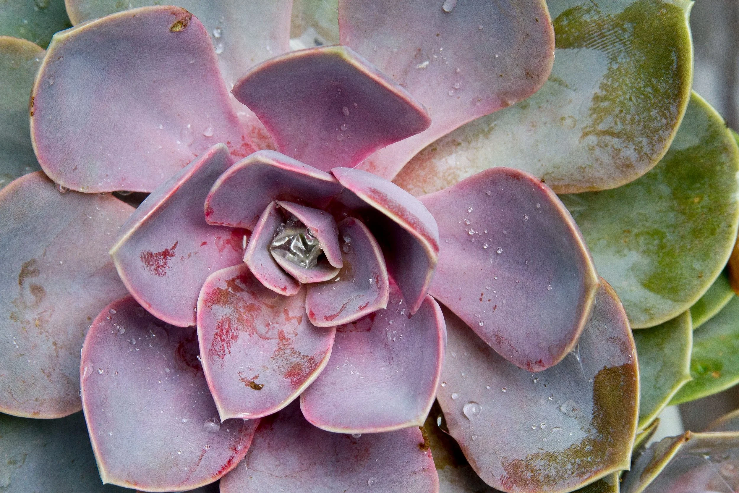 Succulent_1_8x12.jpg