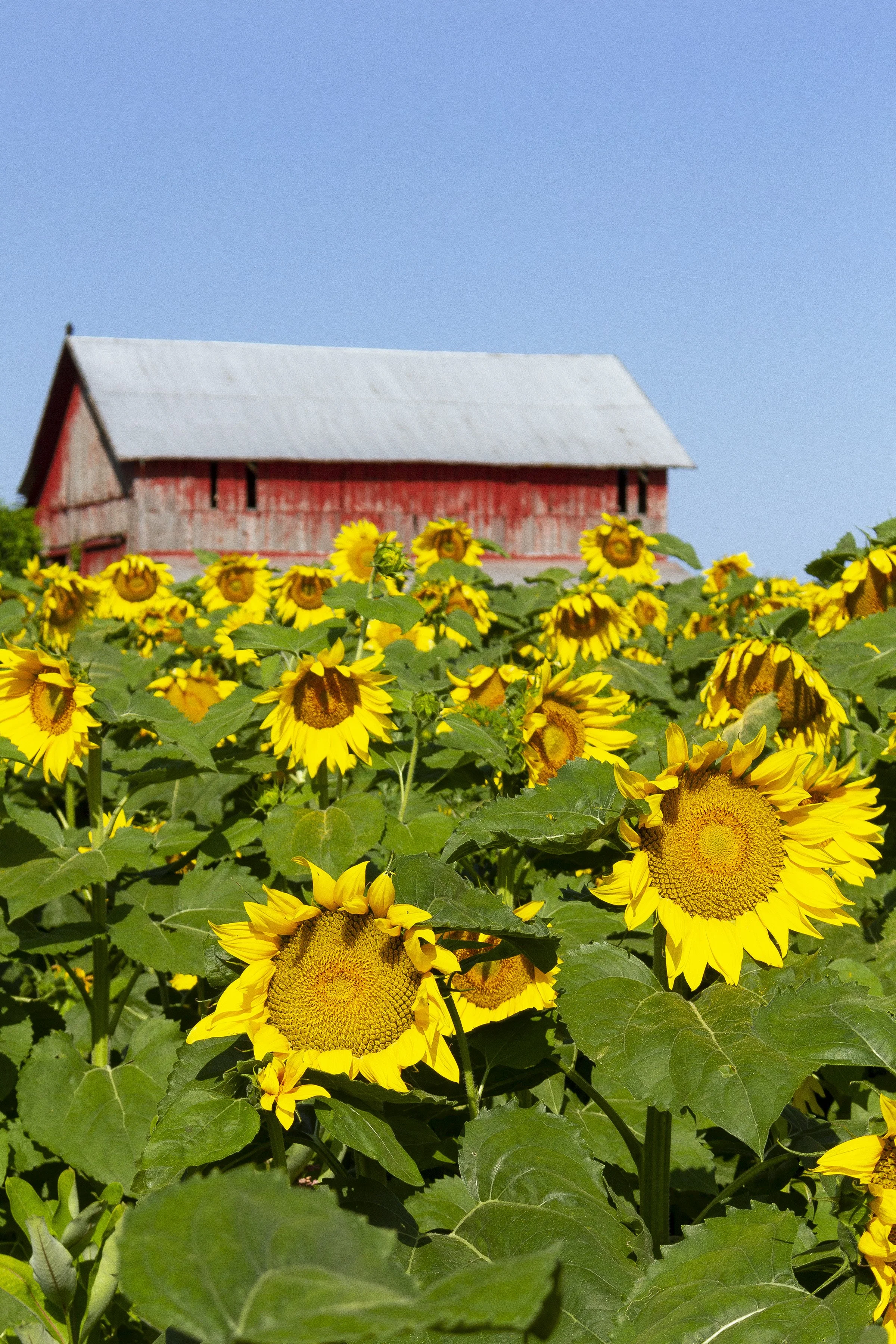 SunflowerBarn_8x12.jpg