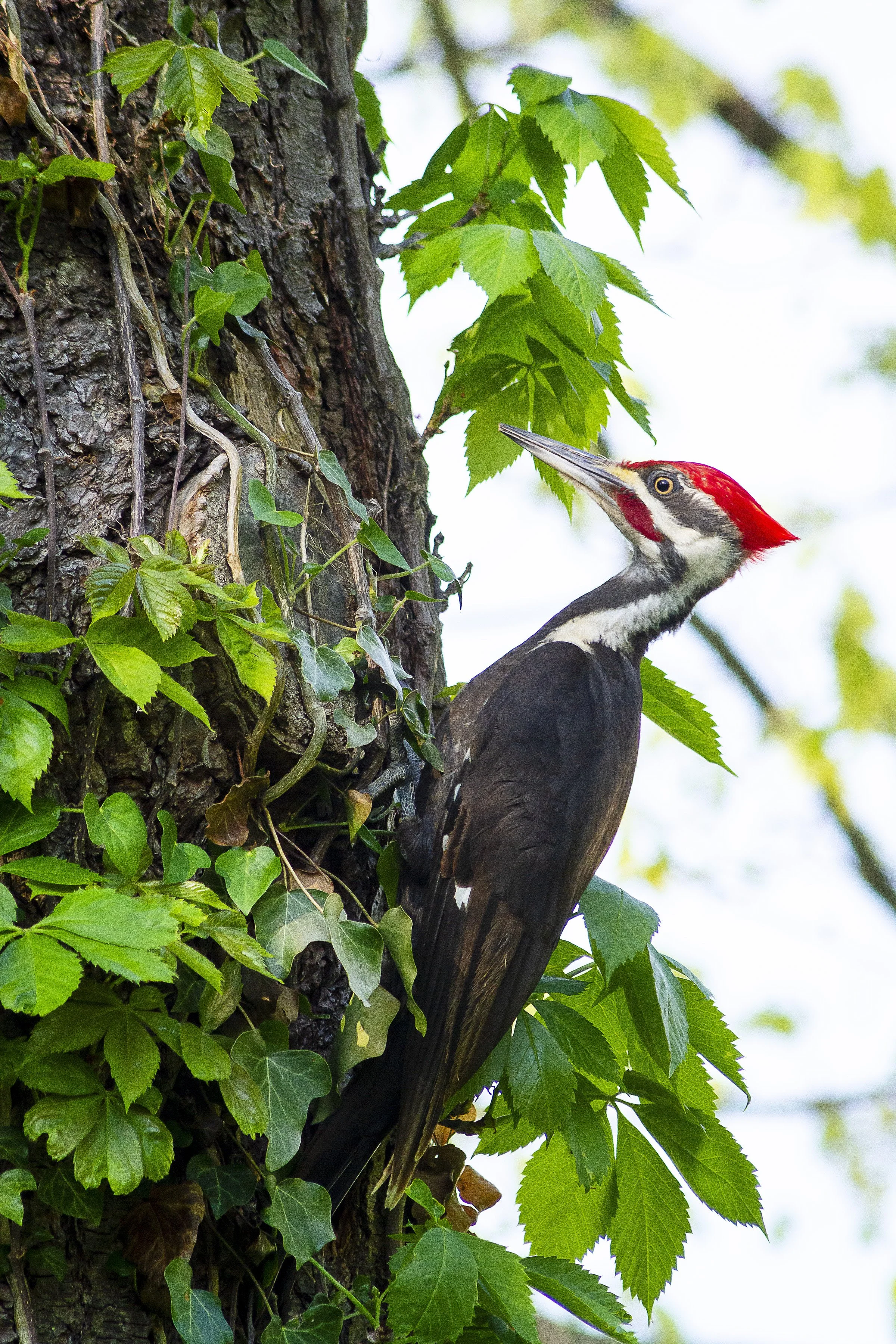 PilatedWoodpecker_8x12.jpg