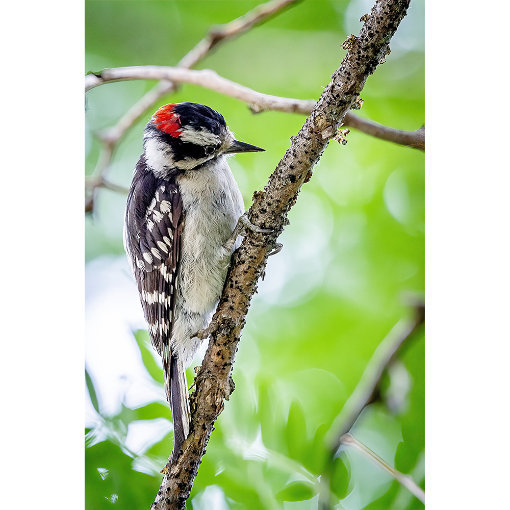 Downy Woodpecker