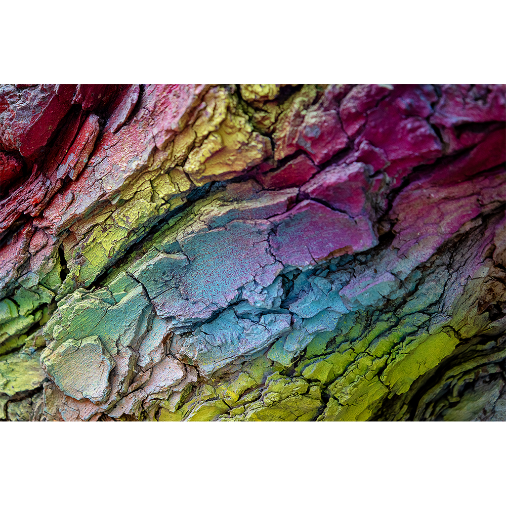 Hippie Tree Rainbow Bark