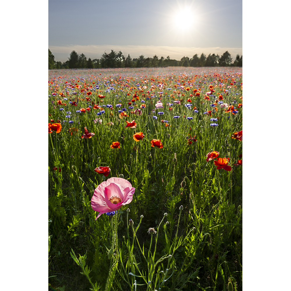 Field of Poppies