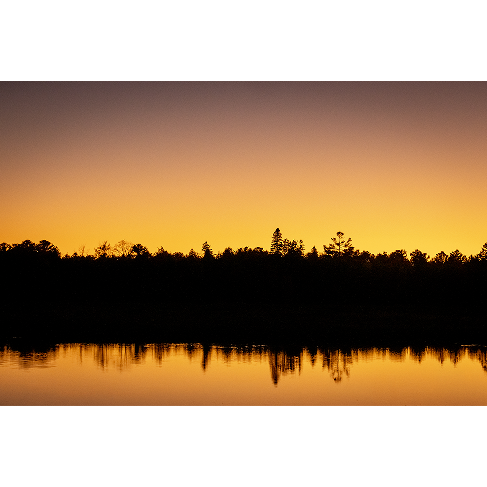 Golden Reflection