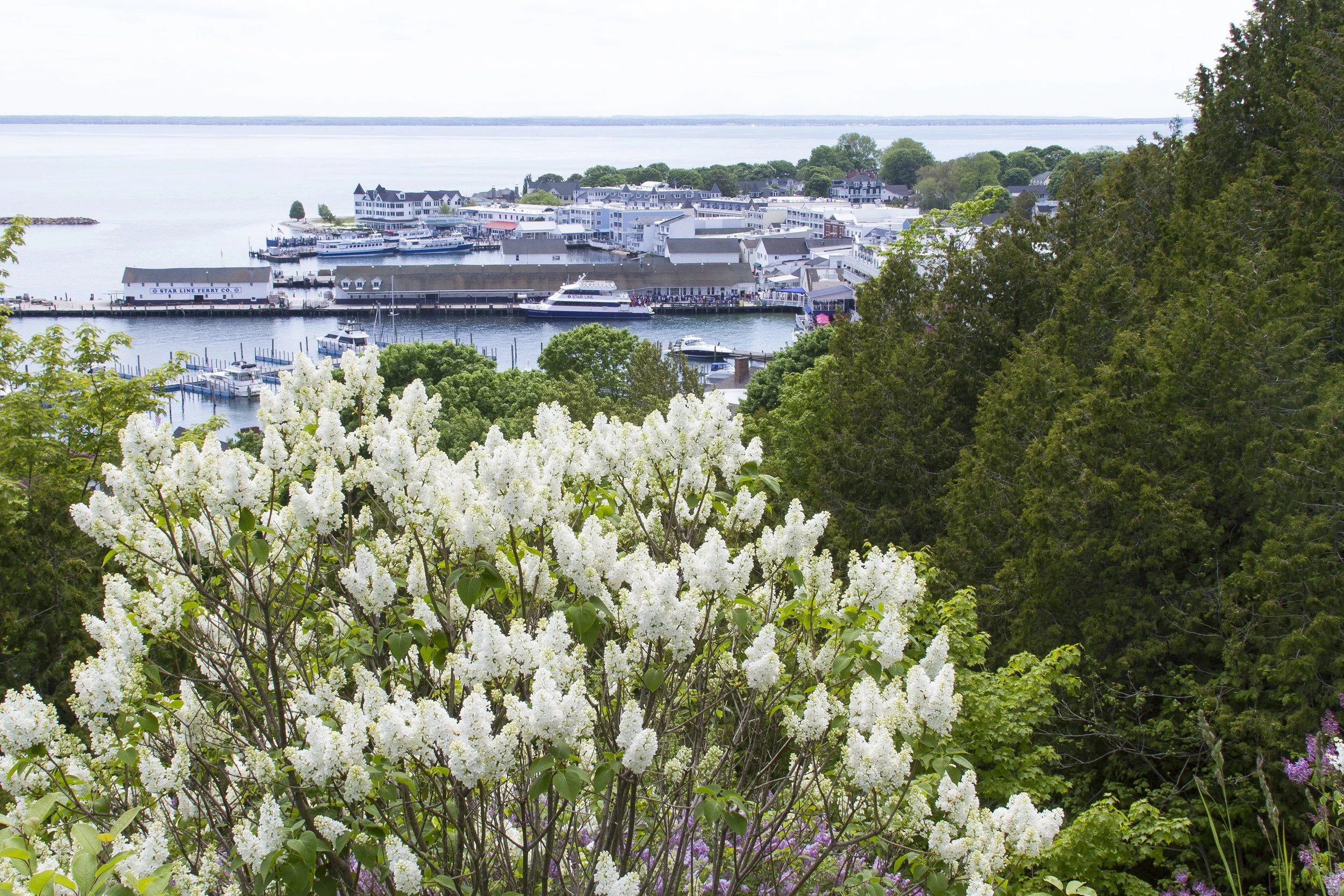 Mackinac Island Lilacs