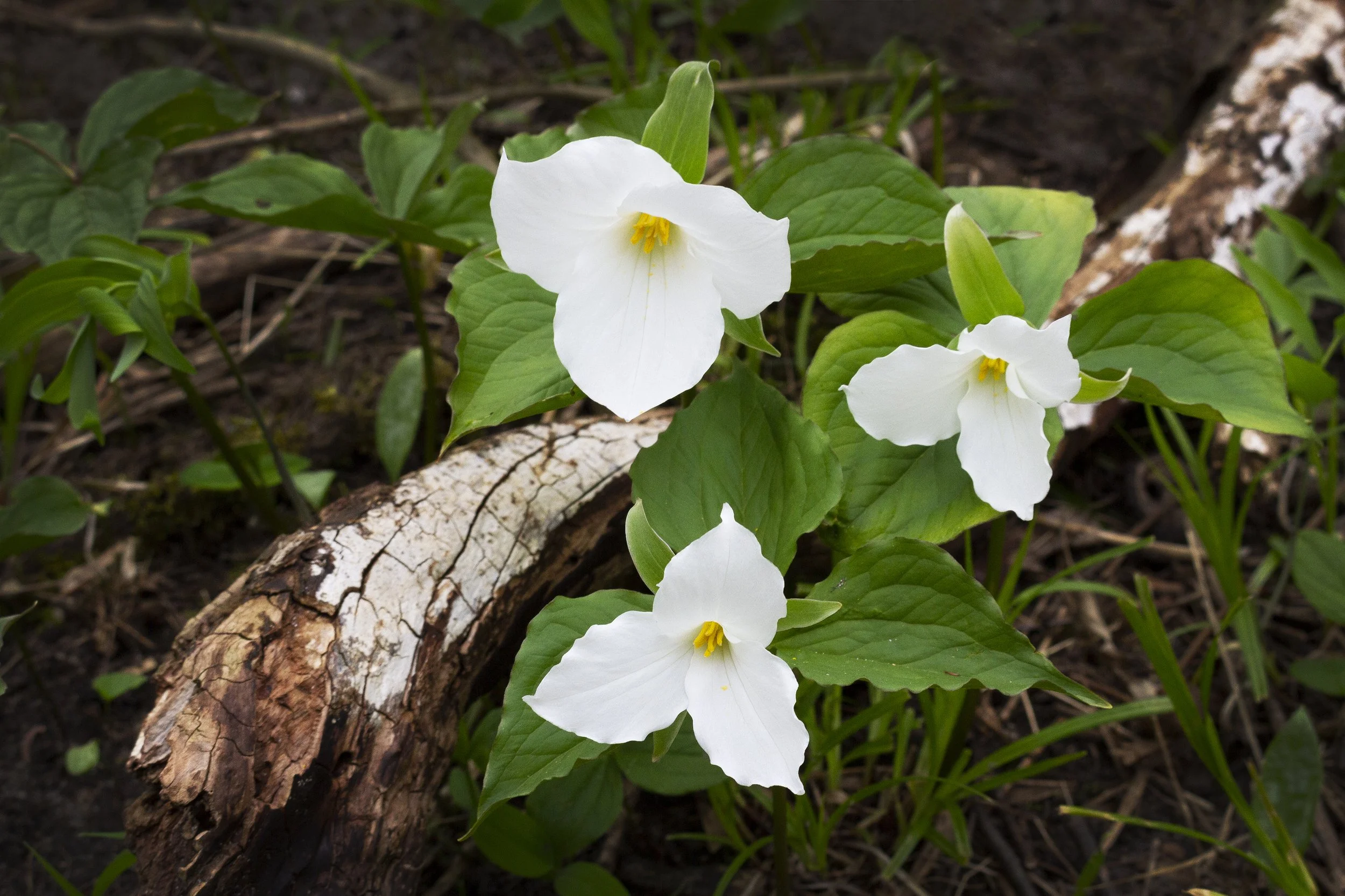 Trillium_8x12.jpg