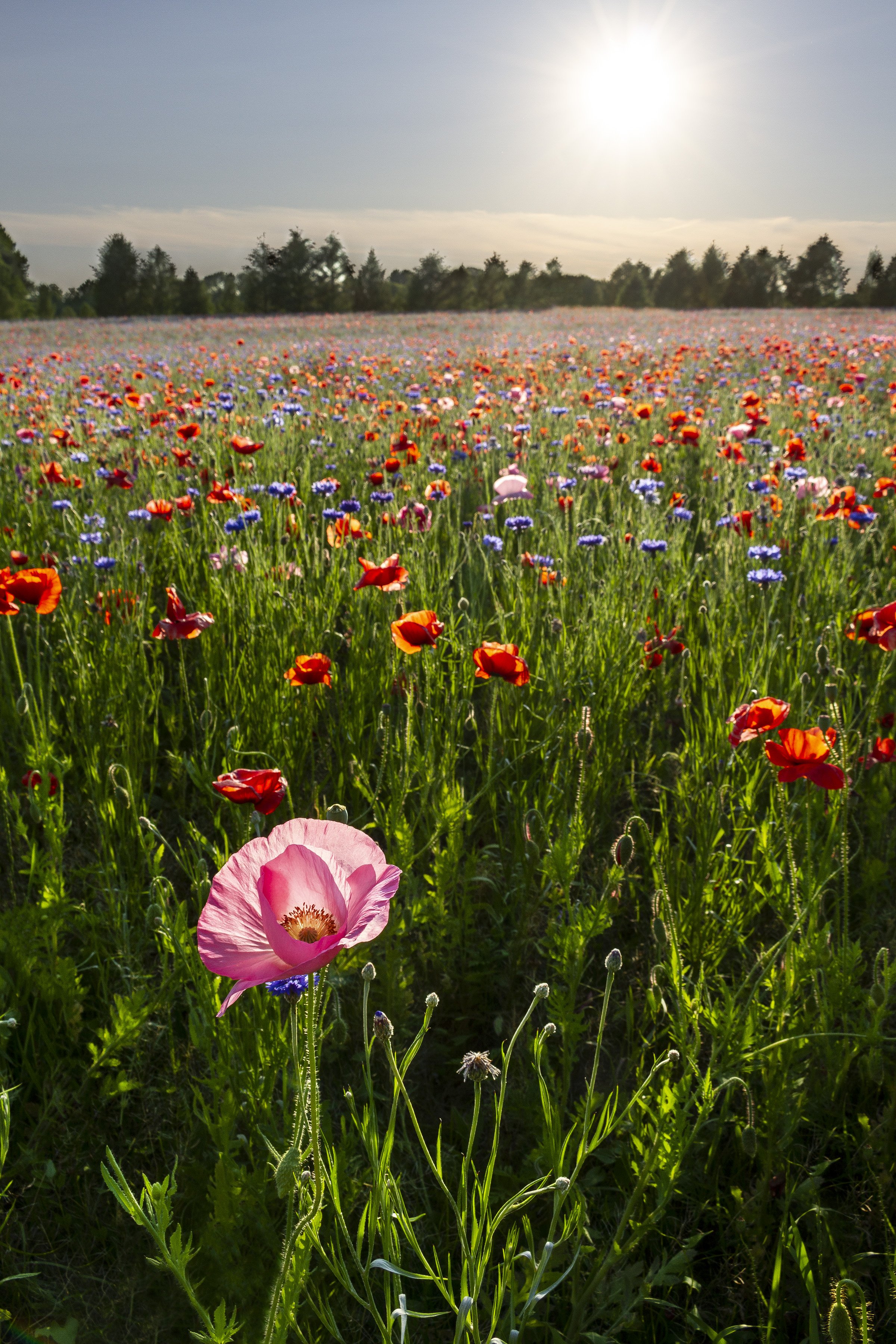 Field of Poppies