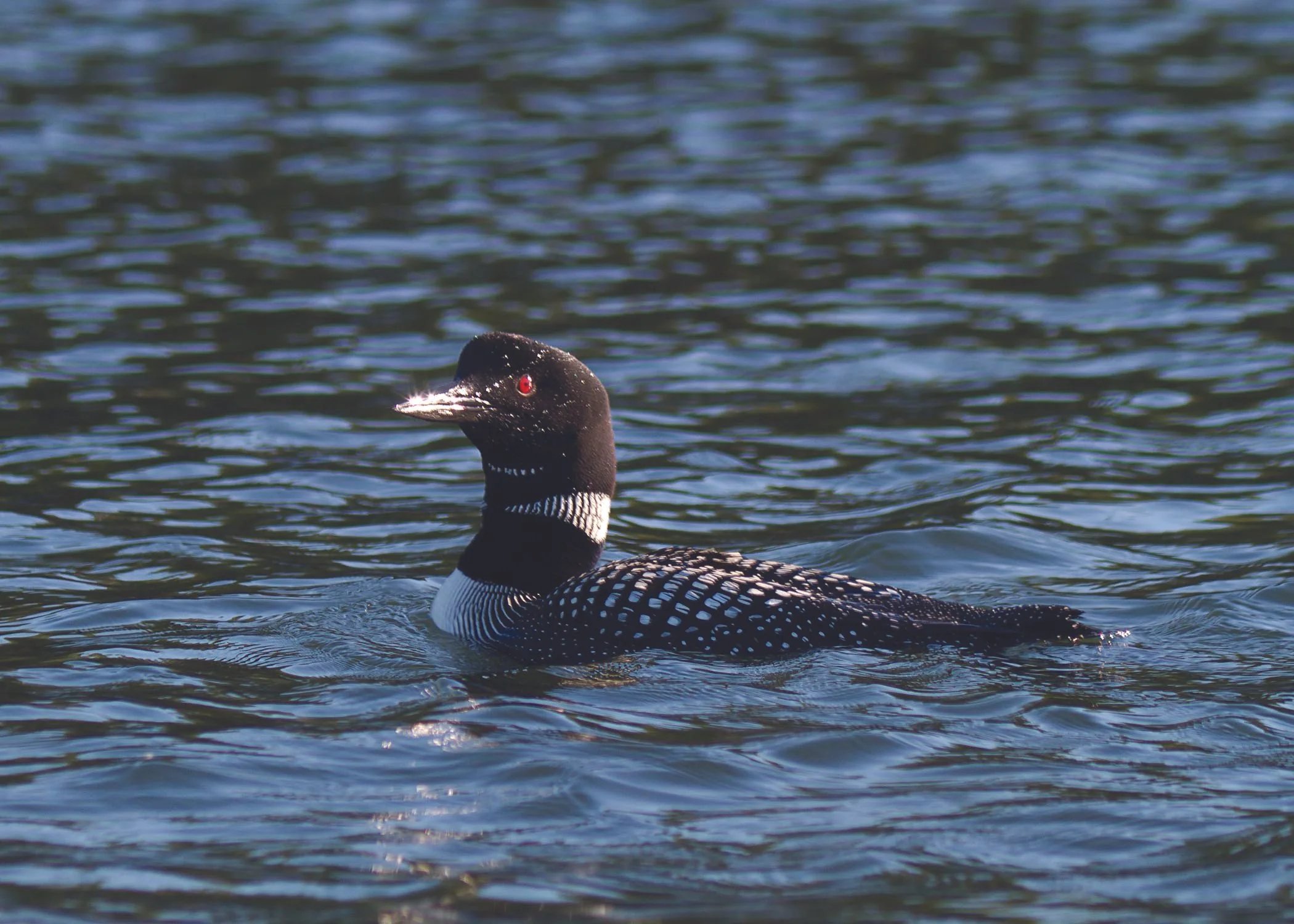 Loon on Spider Lake