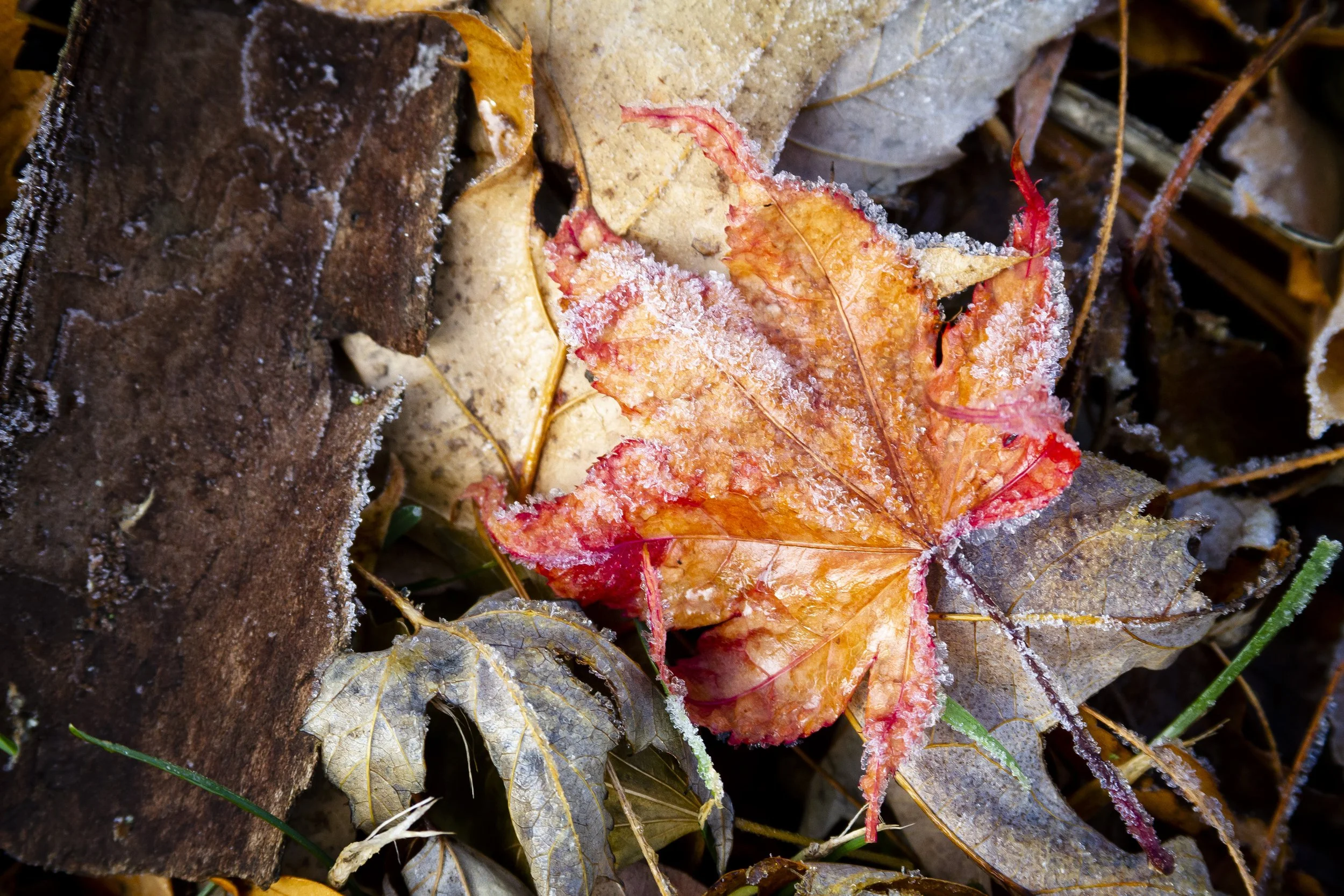 Frosted Leaf