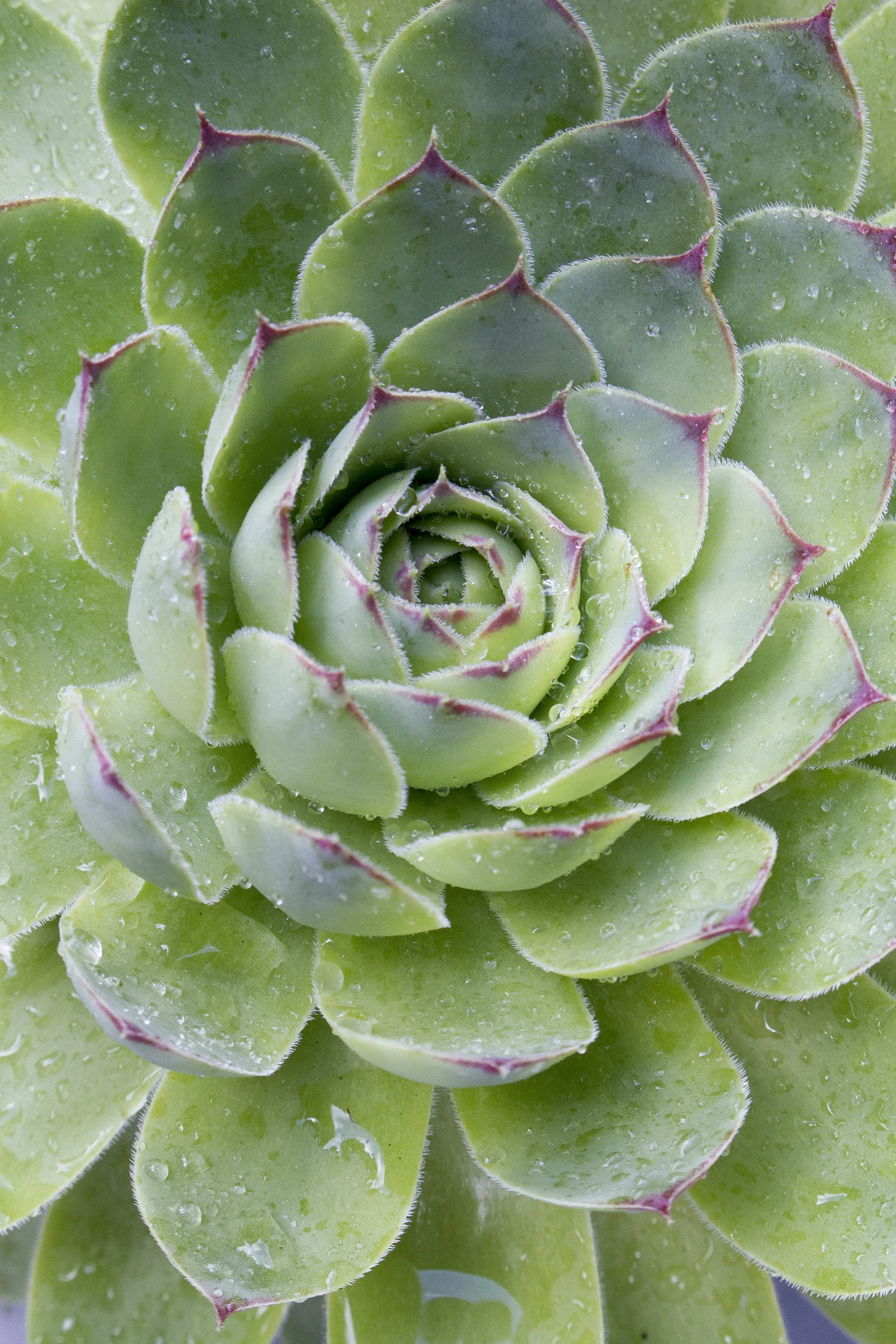 Succulent_2_8x12.jpg