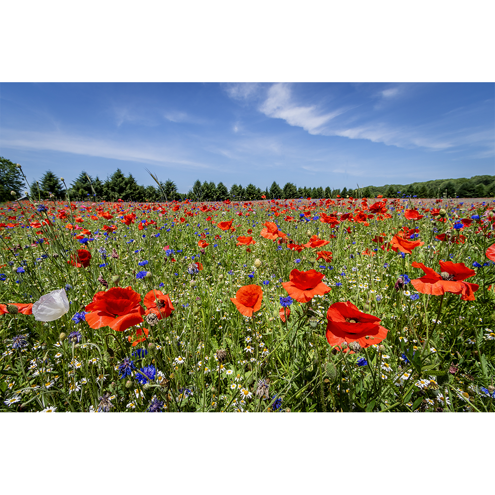 Field of Poppies II