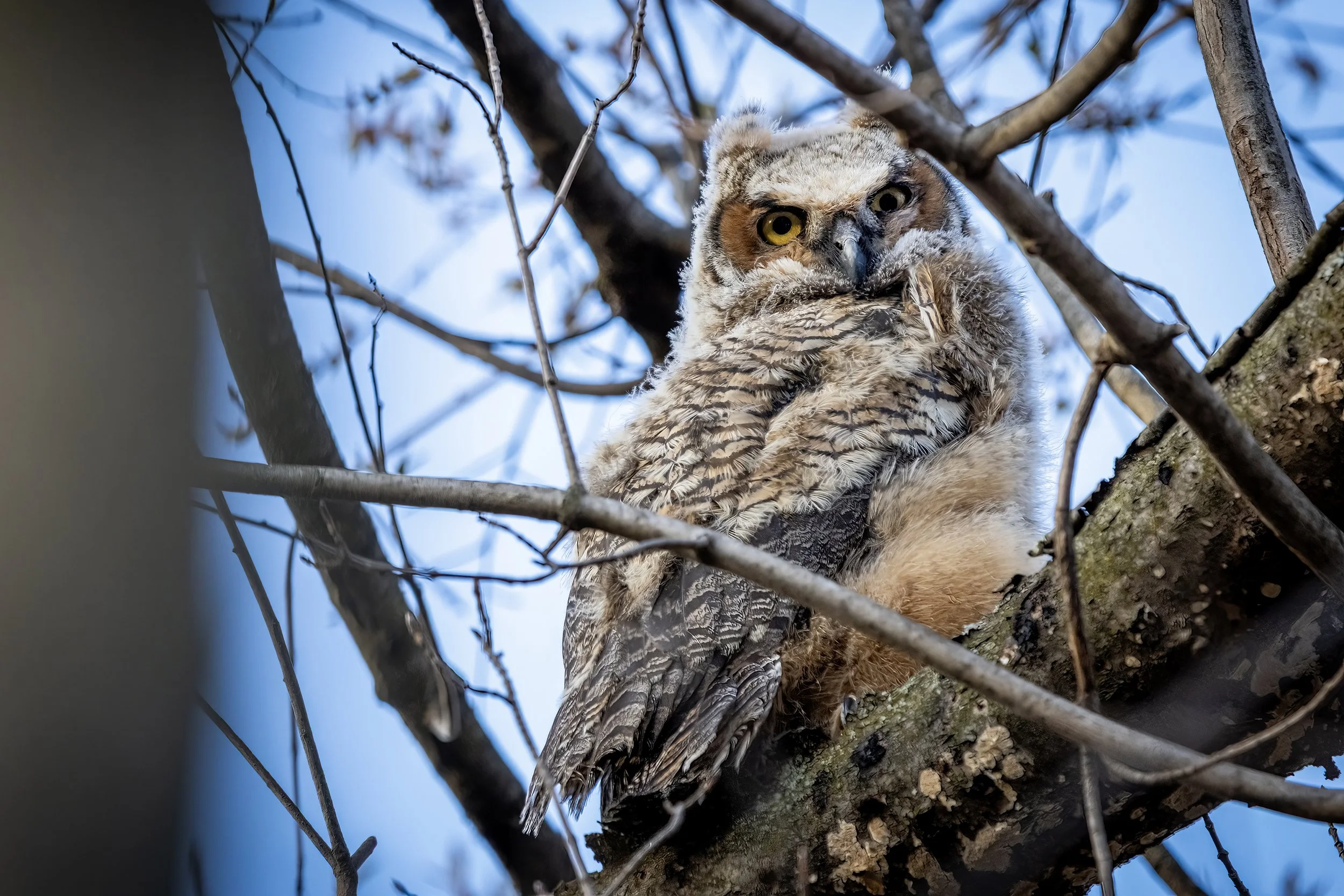 Great Horned Owlet